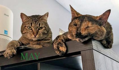 Enlarge May (in foster), a Adoptable mixed breed in Fishers, IN image 3/3