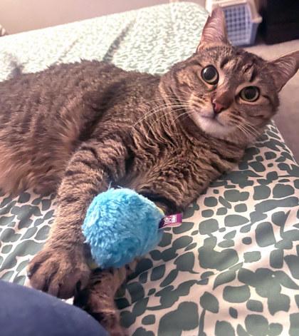Enlarge May (in foster), a Adoptable mixed breed in Fishers, IN image 3/3