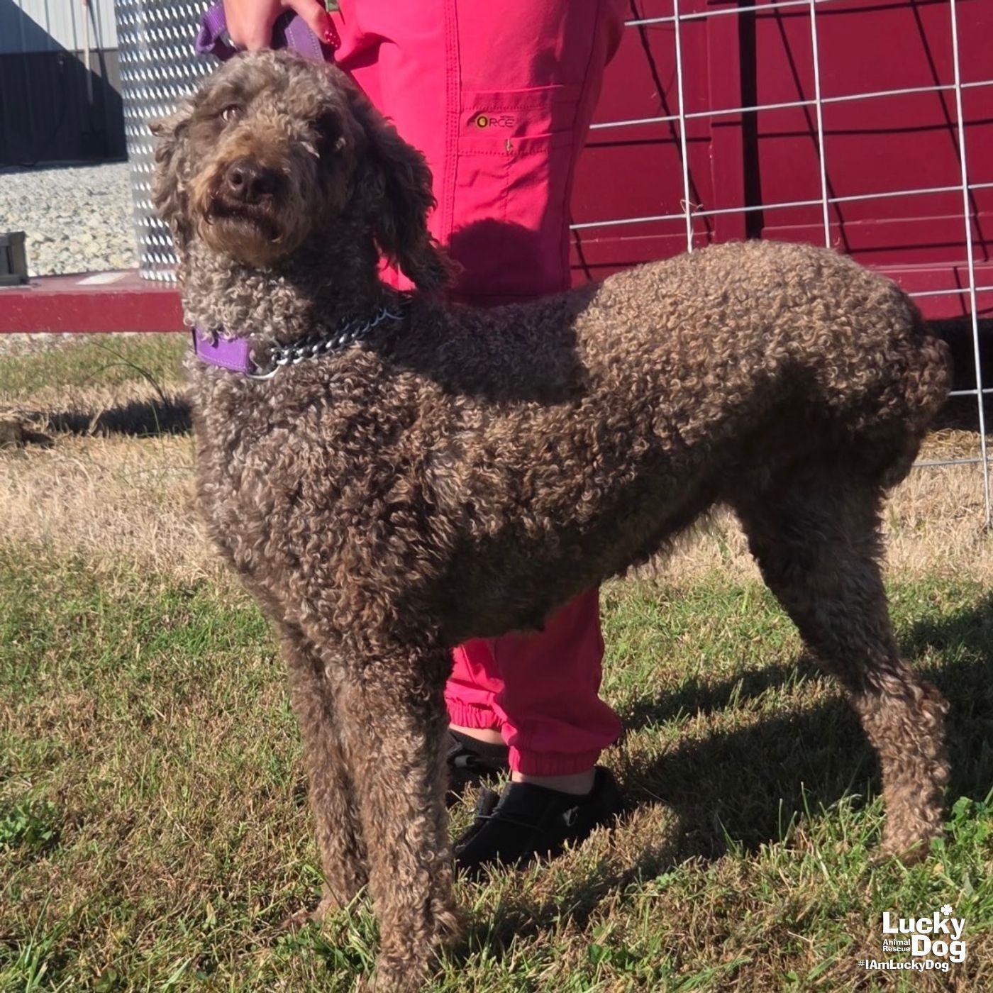 Enlarge Starbucks, a Adoptable Standard Poodle in Washington, DC image 1/2