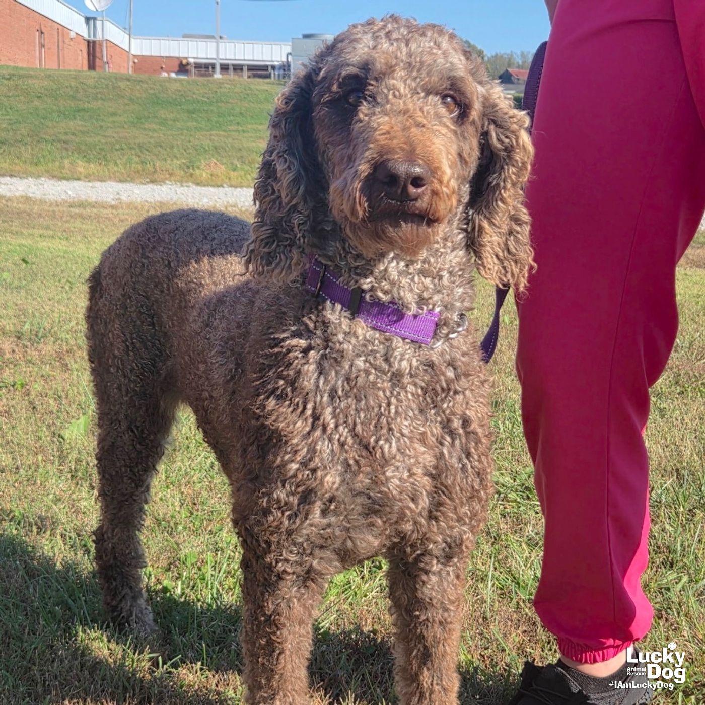 Enlarge Starbucks, a Adoptable Standard Poodle in Washington, DC image 2/2