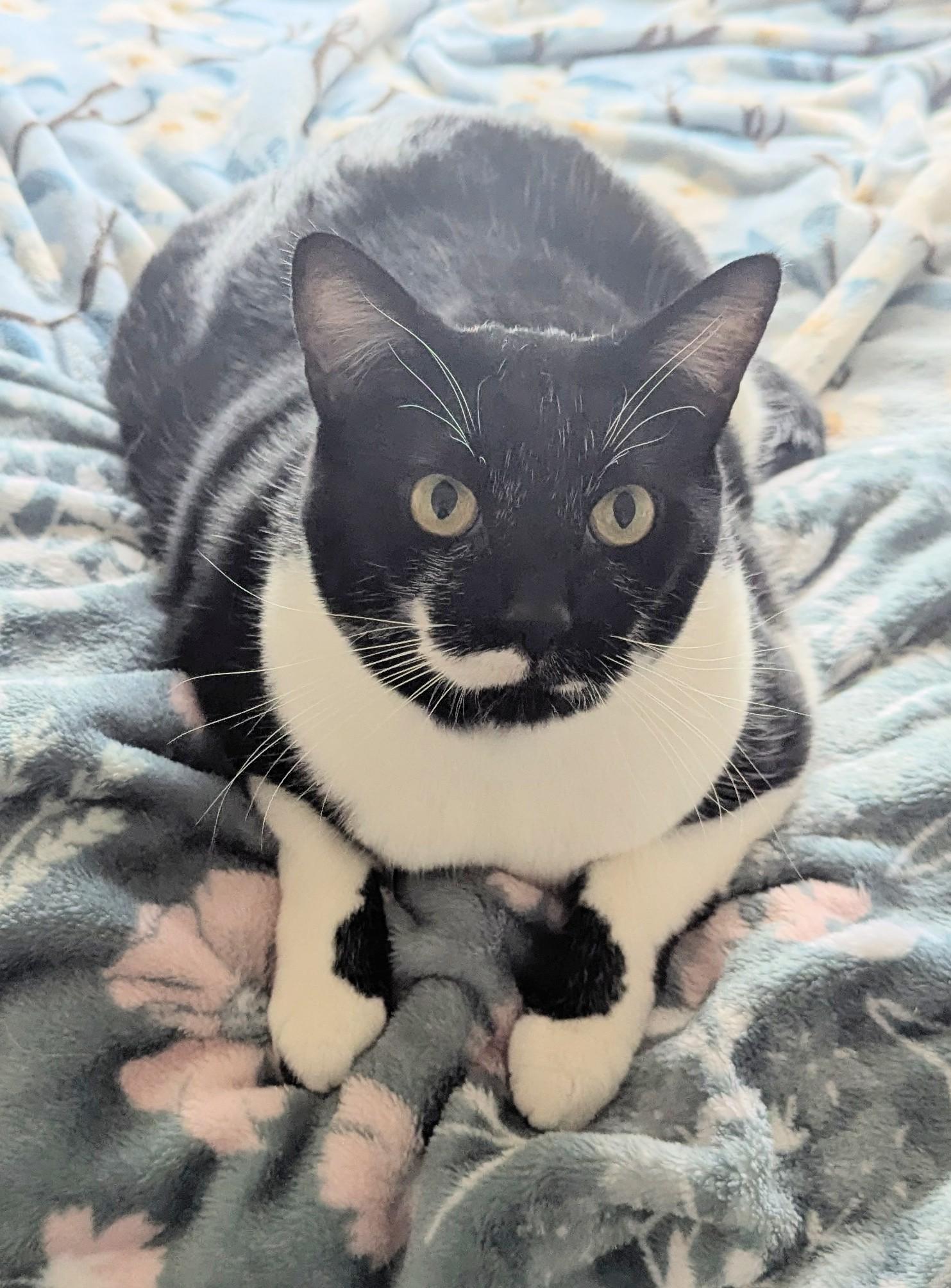 Moon, Adopted, Adult Male Domestic Short Hair.