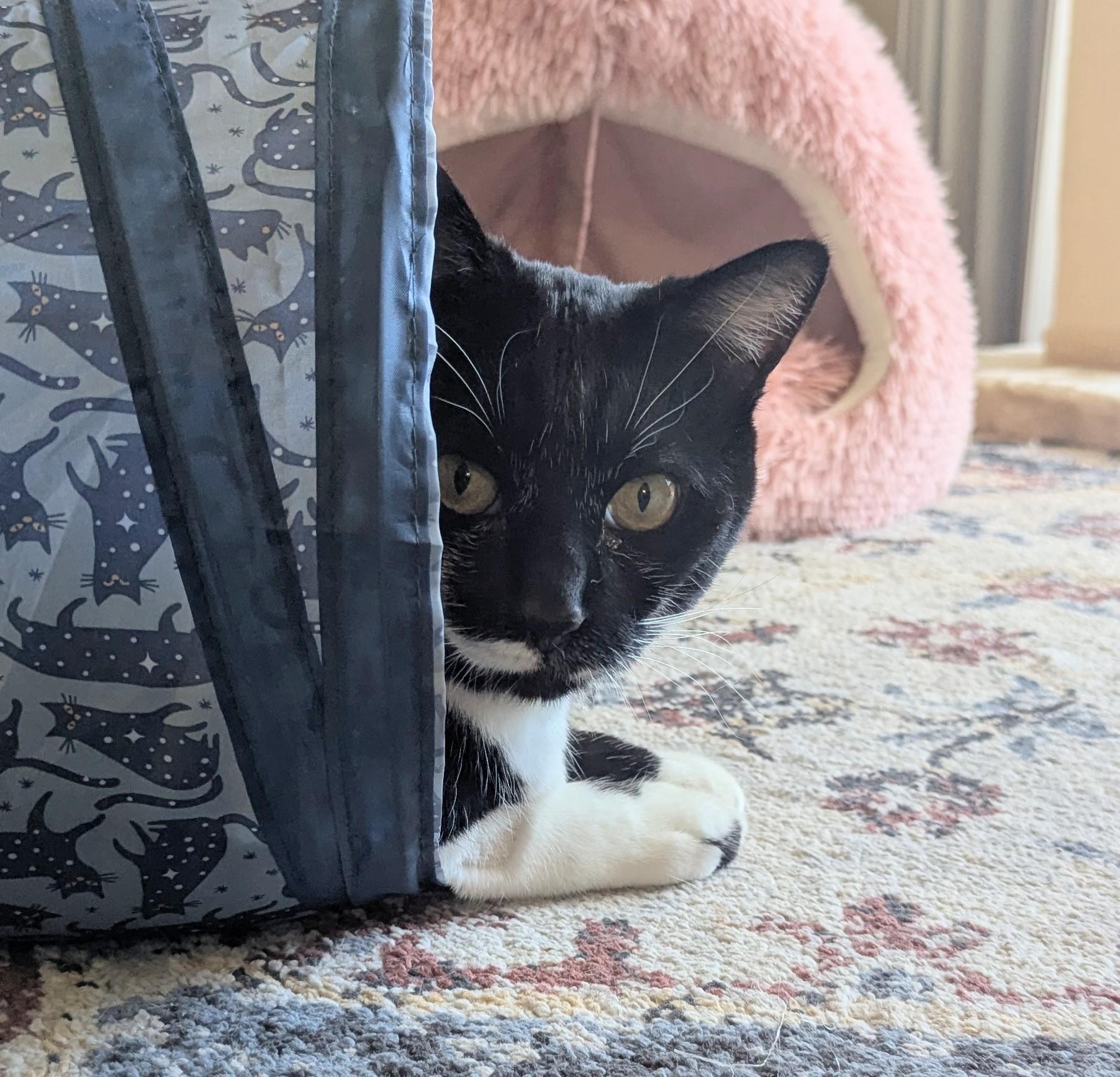 Enlarge Moon, a Adopted Domestic Short Hair in Monterey, CA image 4/4
