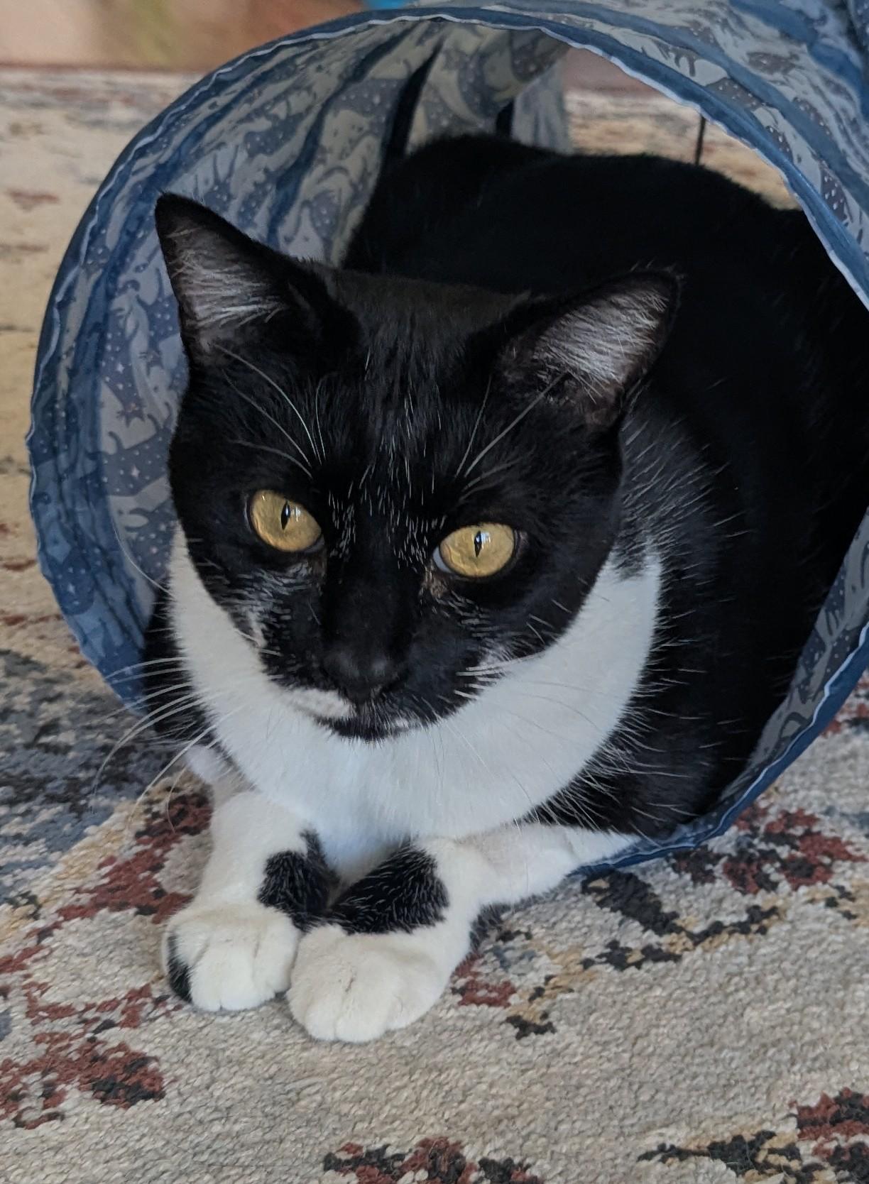 Enlarge Moon, a Adopted Domestic Short Hair in Monterey, CA image 3/4