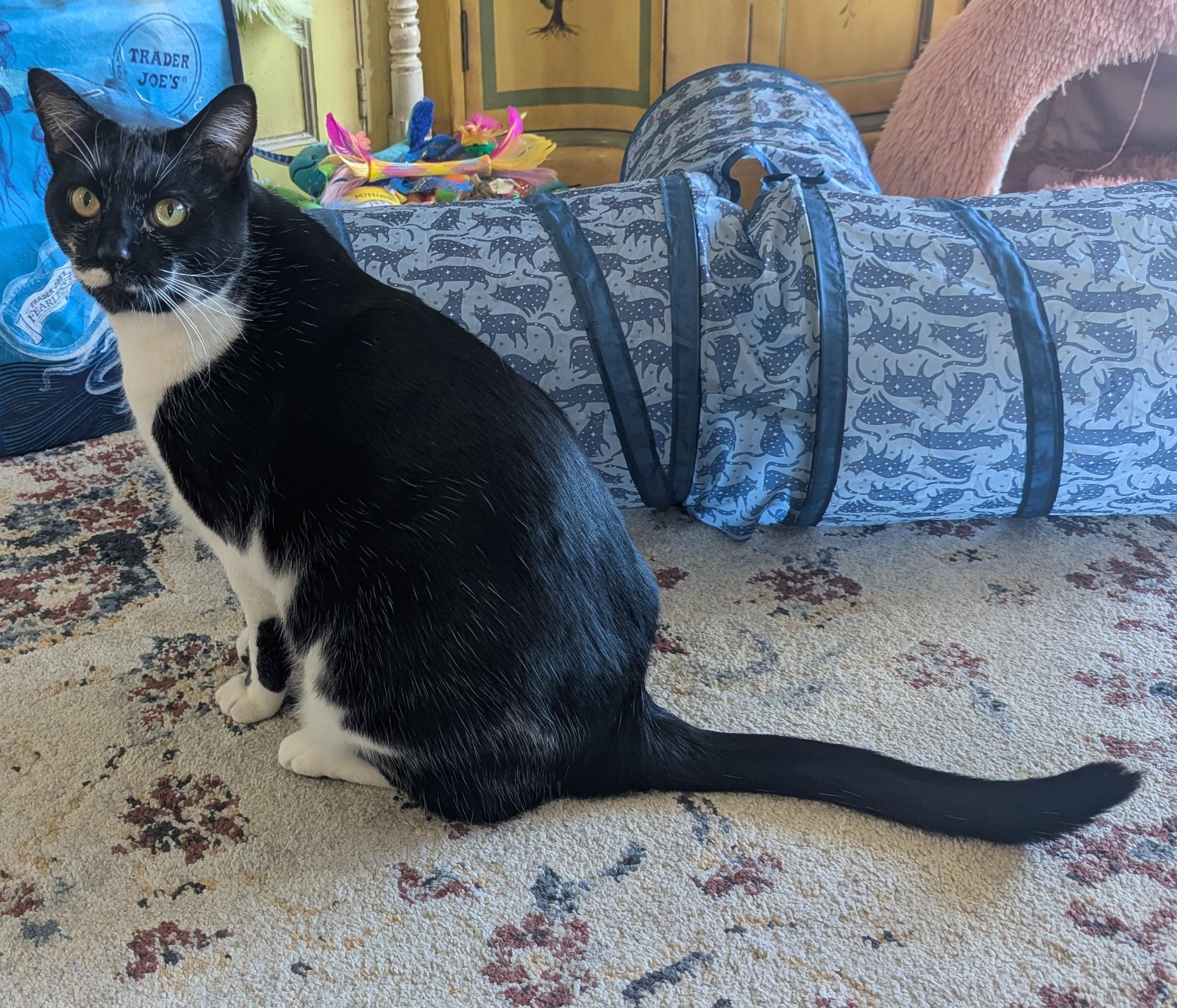 Enlarge Moon, a Adopted Domestic Short Hair in Monterey, CA image 2/4