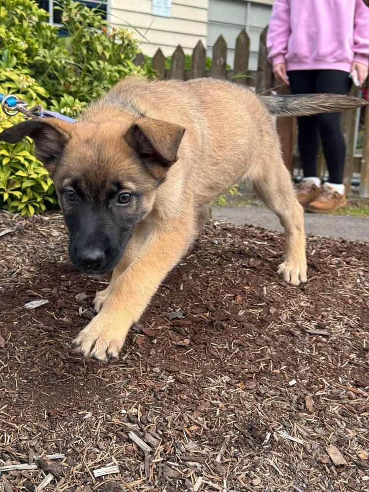 Emma Coronel (Merced Mal Mob Litter) - Located in WA