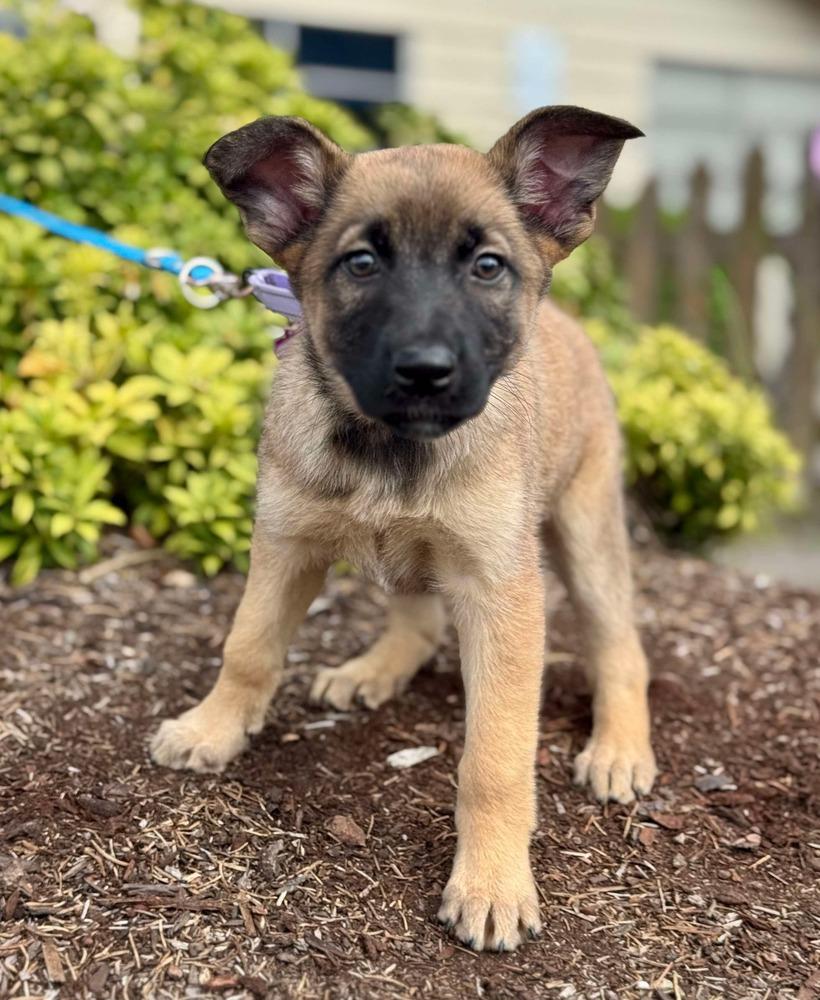 Emma Coronel (Merced Mal Mob Litter) - Located in WA