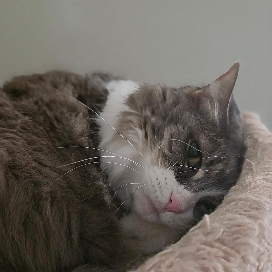 Sissy (bonded with Sophie), Adoptable, Senior Female Domestic Long Hair & Domestic Short Hair.