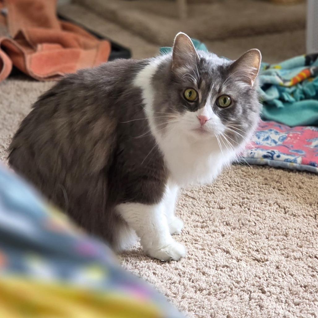 Enlarge Sissy (bonded with Sophie), a Adoptable mixed breed in Chicago, IL image 5/5