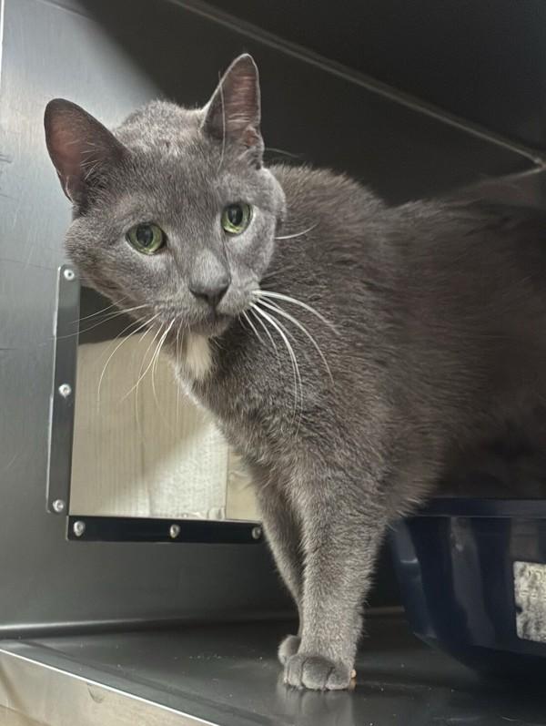 Muna, Adoptable, Senior Female Domestic Short Hair.