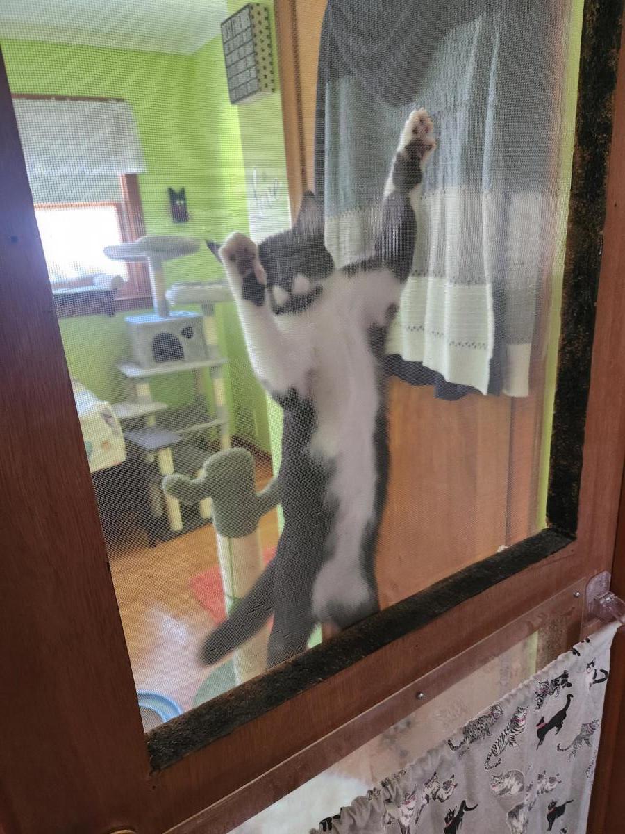 Besty, Adoptable, Young Female Tuxedo.