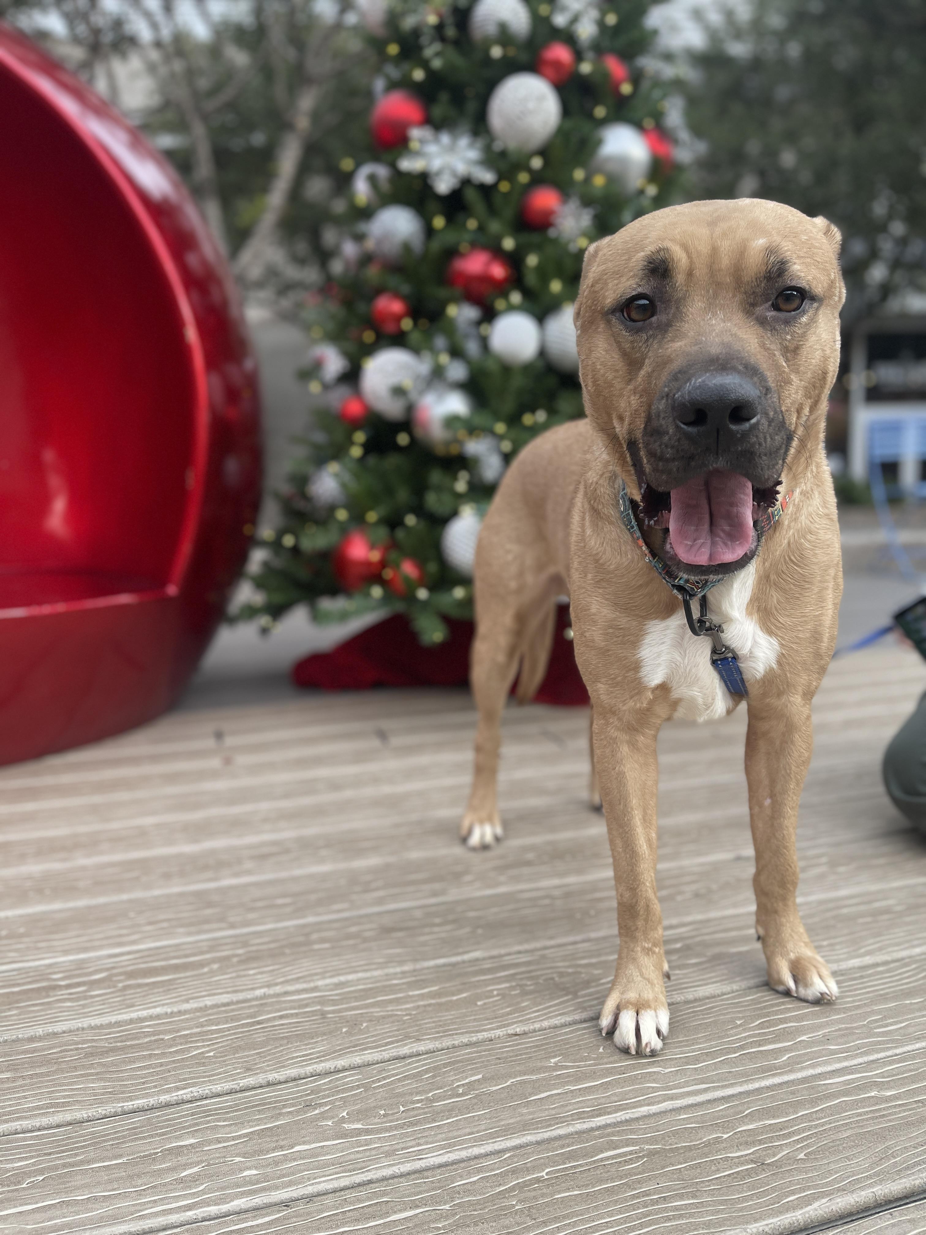 Slash 3953, Adoptable, Adult Male Black Mouth Cur & Labrador Retriever.