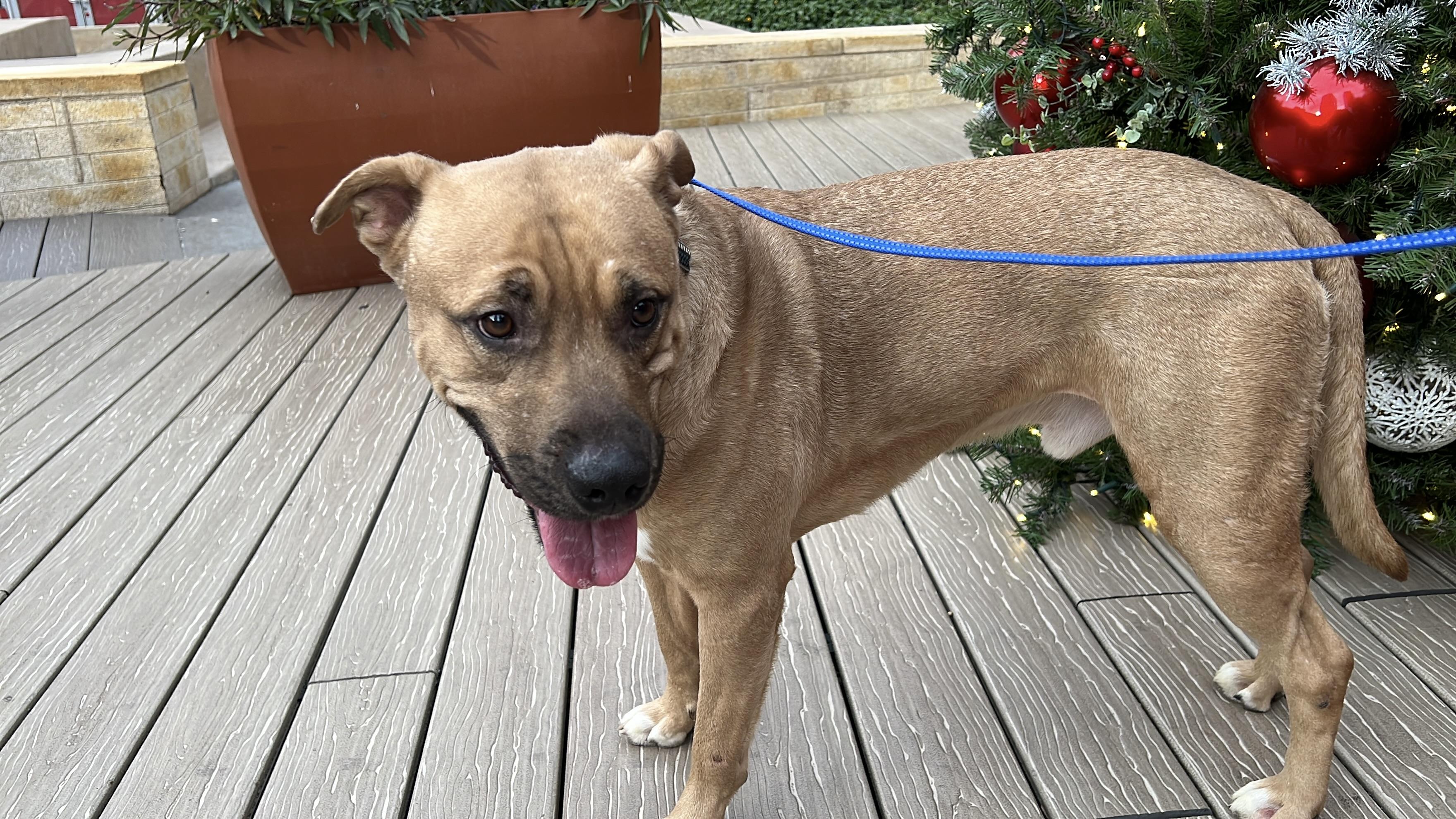 Slash 3953, a Adoptable mixed breed in Phoenix, AZ image 2/5