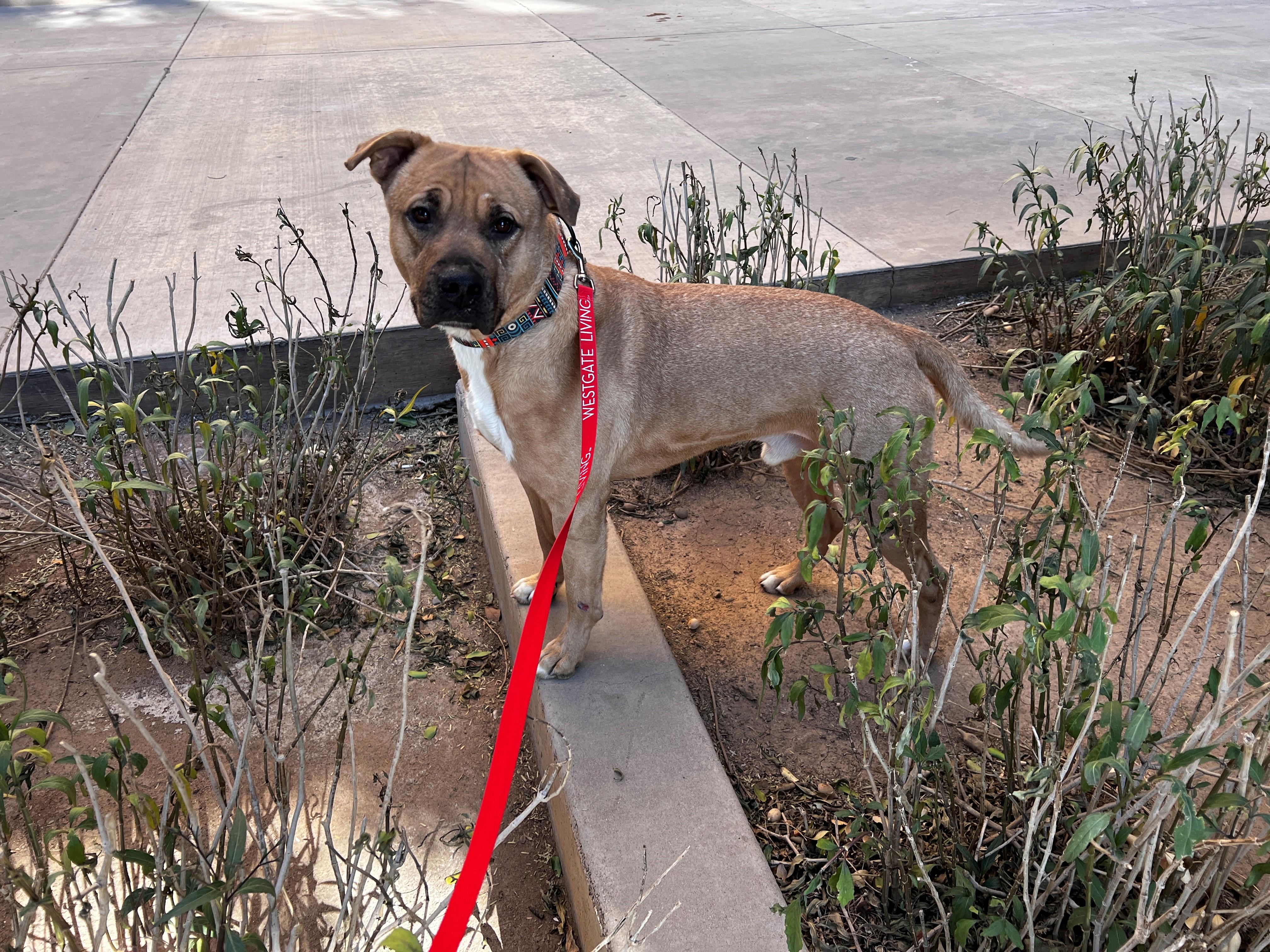Slash 3953, a Adoptable mixed breed in Phoenix, AZ image 3/5