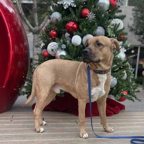 Slash 3953, a Adoptable mixed breed in Phoenix, AZ image 4/5