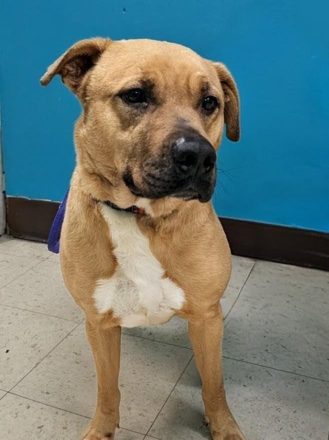 Enlarge Slash 3953, a Adoptable mixed breed in Phoenix, AZ image 6/6