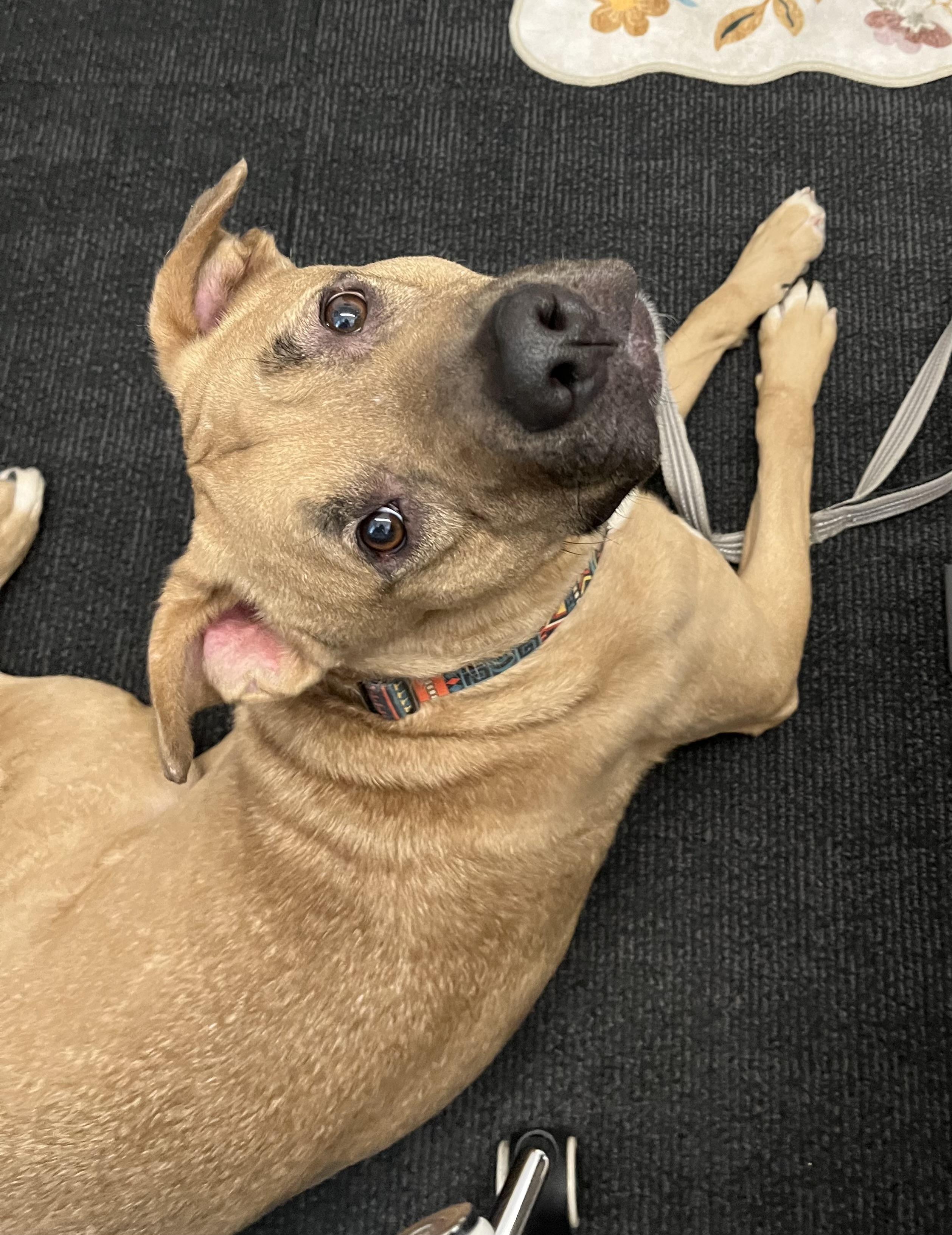 Slash 3953, a Adoptable mixed breed in Phoenix, AZ image 5/5