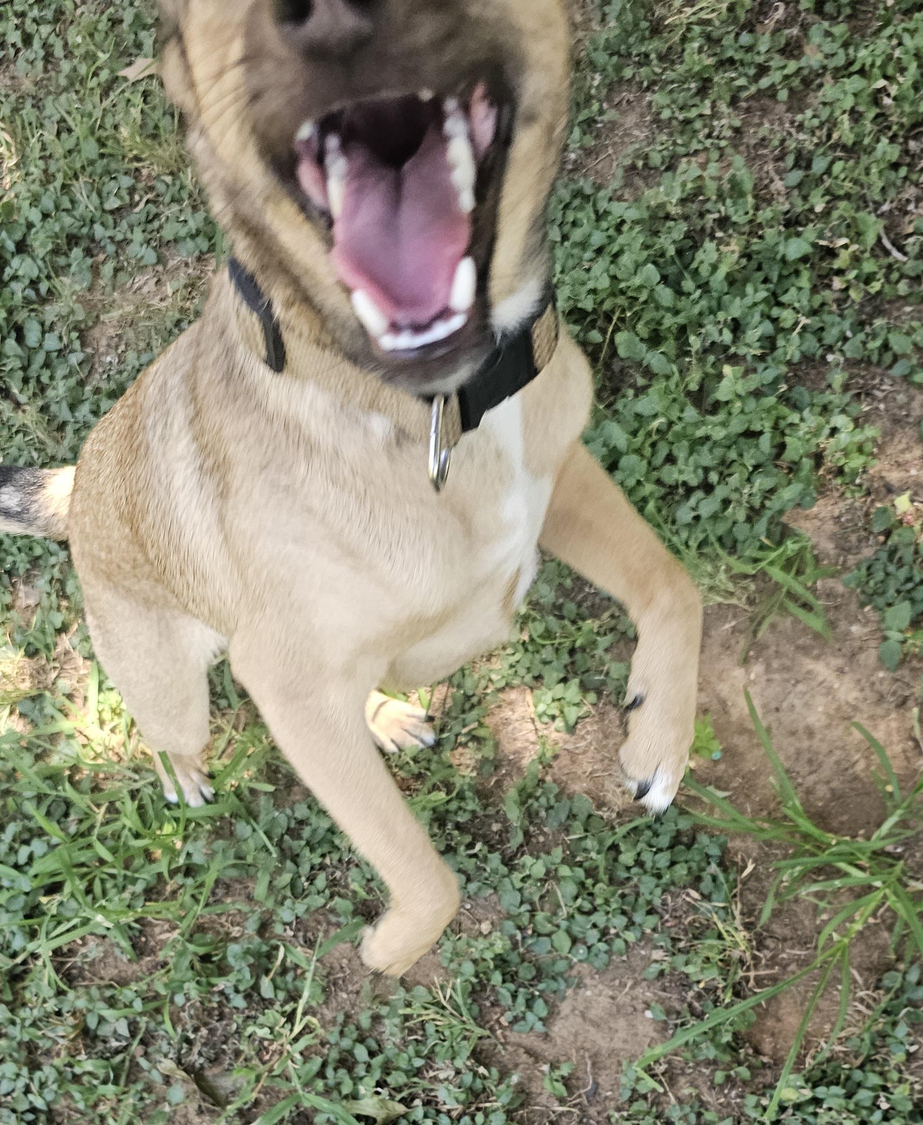 Enlarge Larry, an adopted mixed breed in Dallas, TX image 3/5