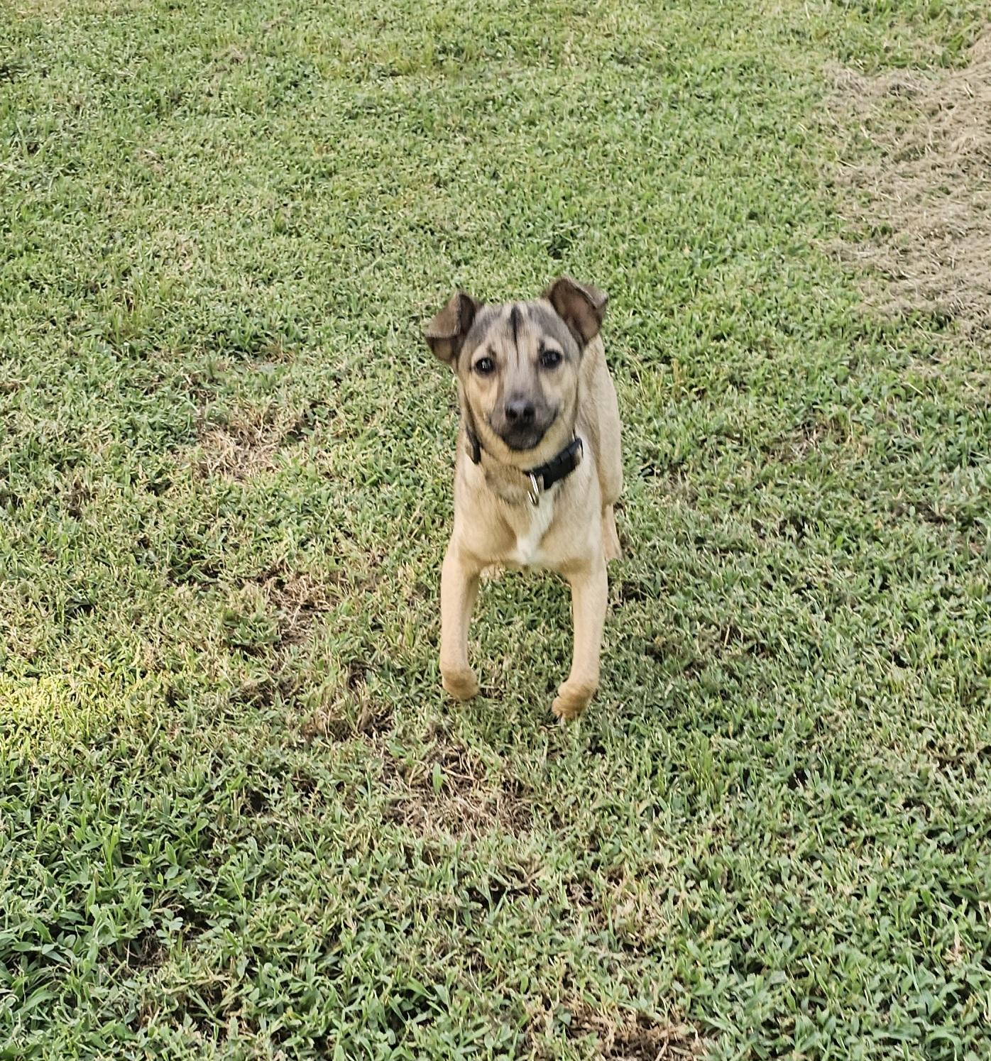 Enlarge Larry, an adopted mixed breed in Dallas, TX image 5/5