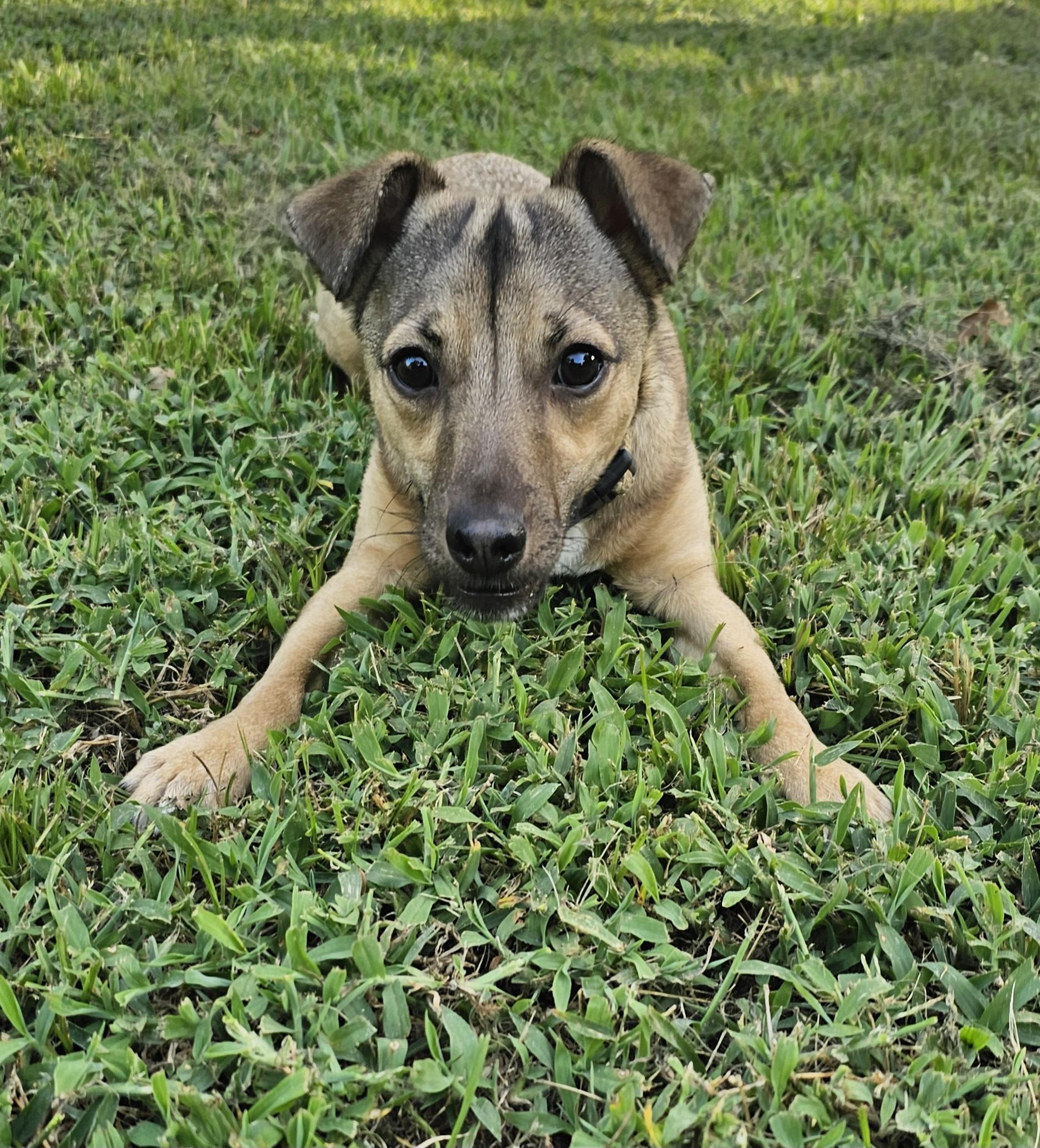 Larry, ADOPTABLE, Young Male Chihuahua.