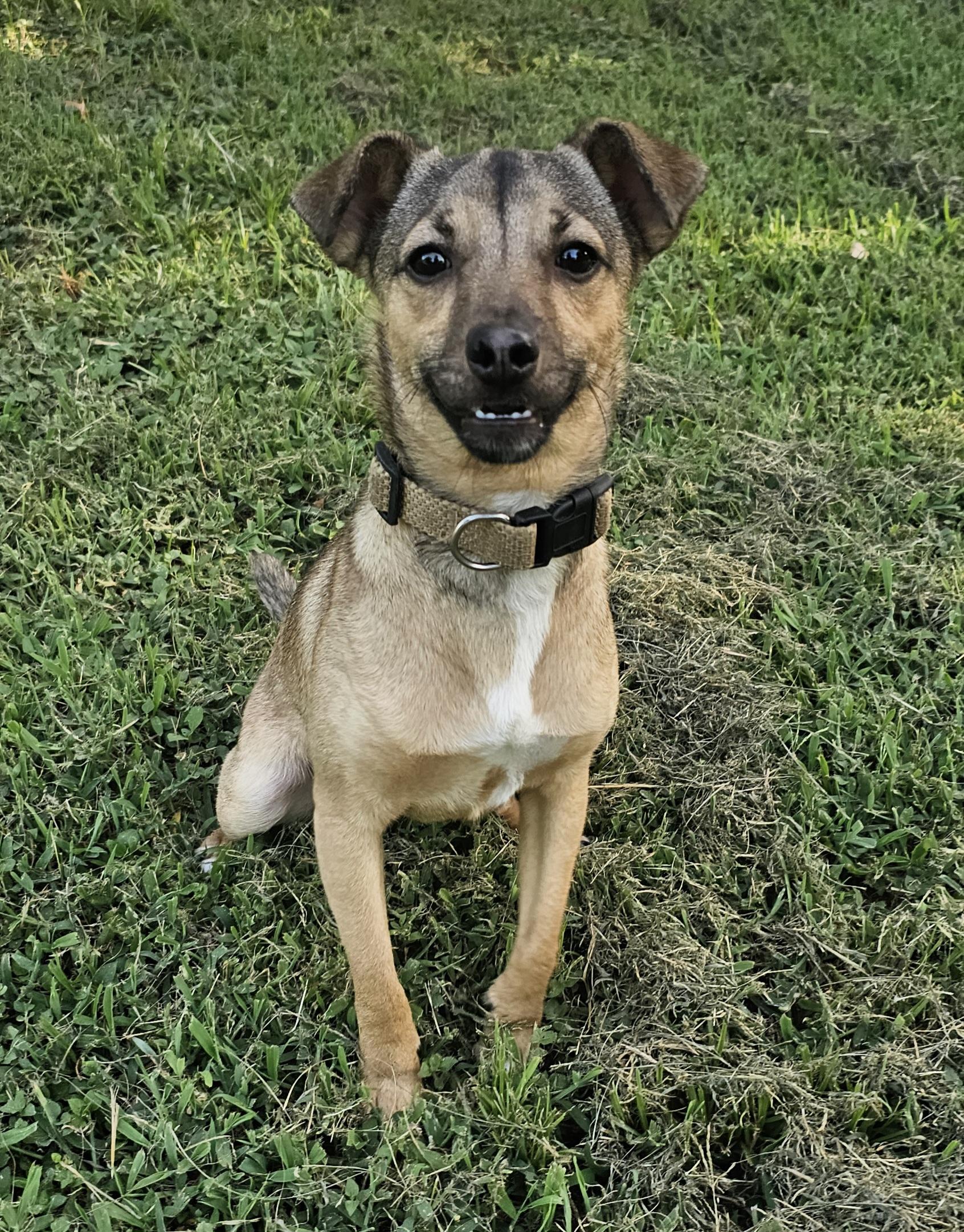 Enlarge Larry, an adopted mixed breed in Dallas, TX image 2/5