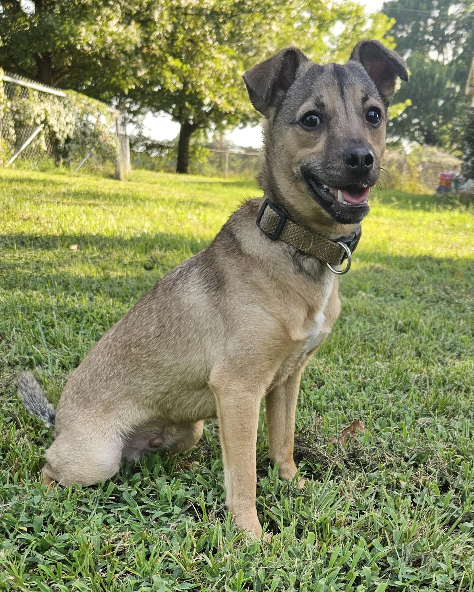 Enlarge Larry, an adopted mixed breed in Dallas, TX image 4/5