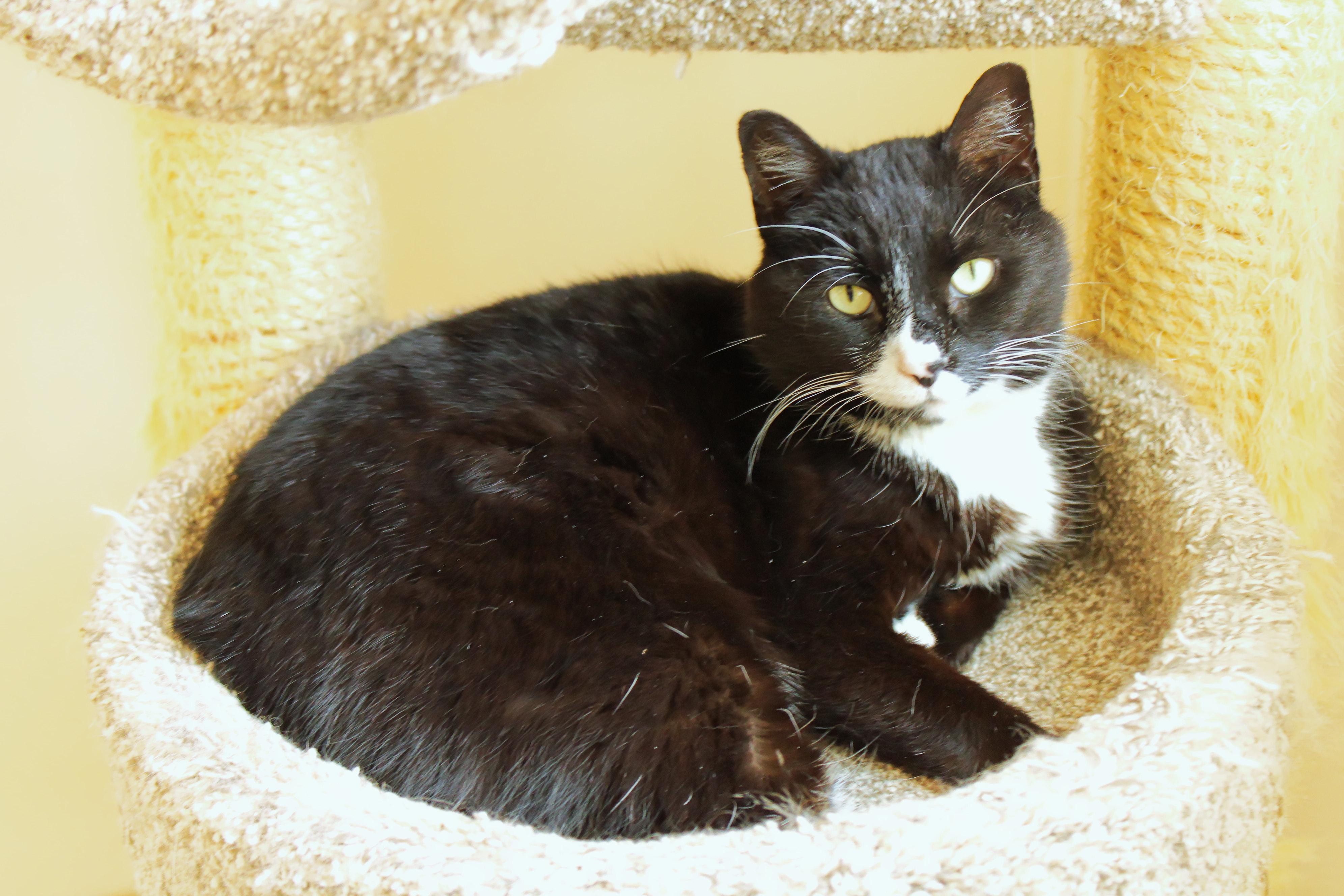 Enlarge Skye, a ADOPTABLE Tuxedo in Urbana, OH image 2/6