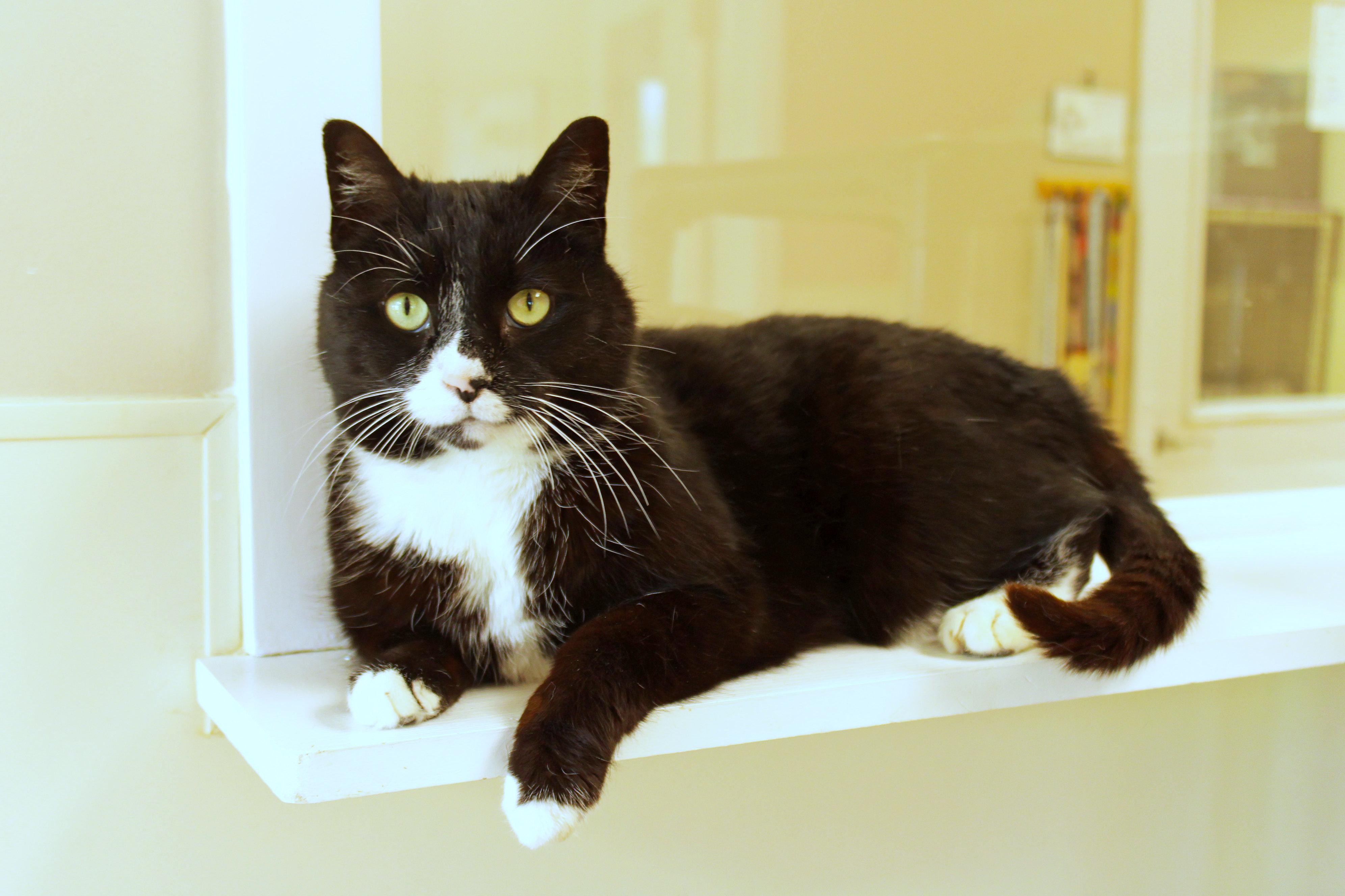 Enlarge Skye, a ADOPTABLE Tuxedo in Urbana, OH image 1/6