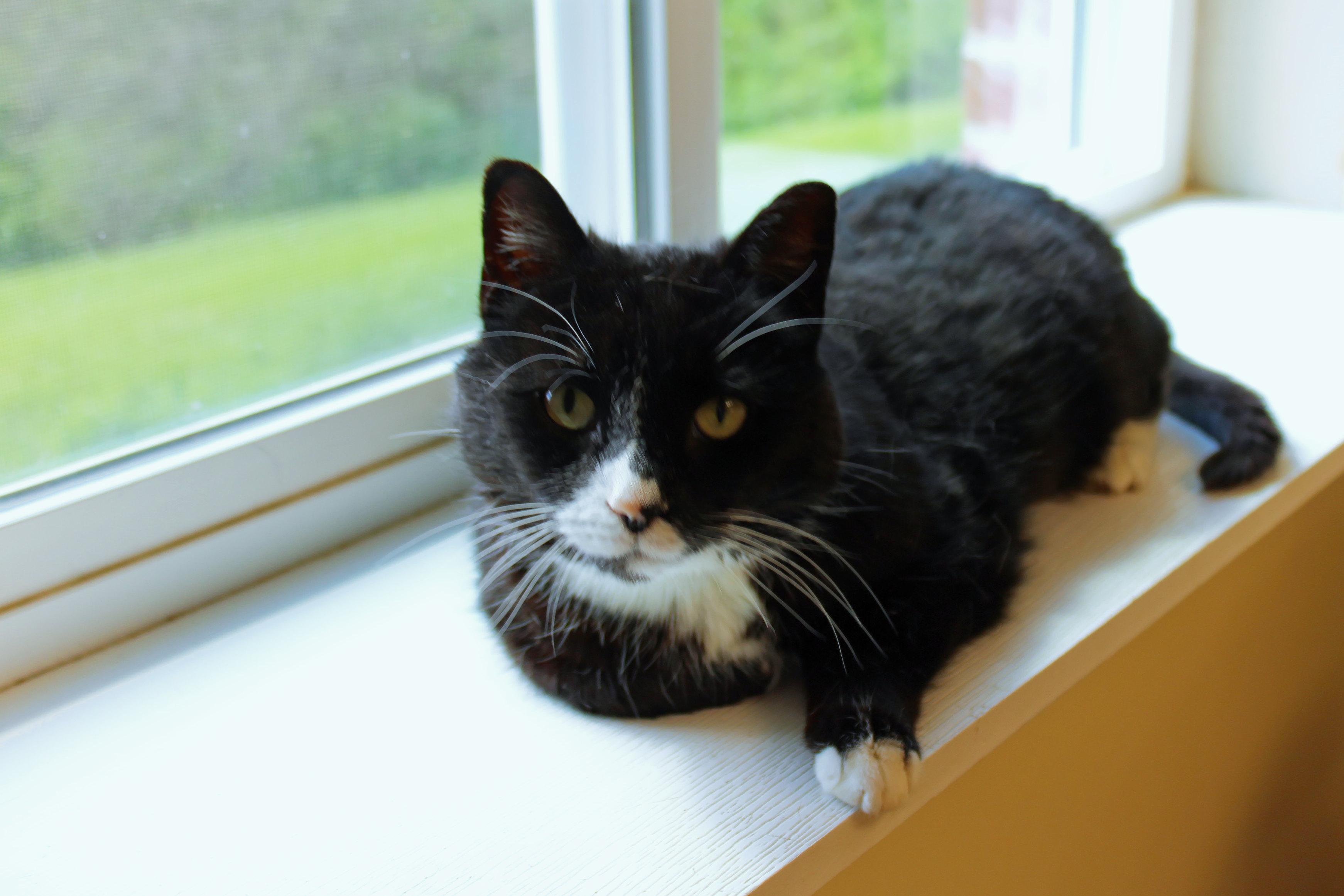 Enlarge Skye, a ADOPTABLE Tuxedo in Urbana, OH image 6/6