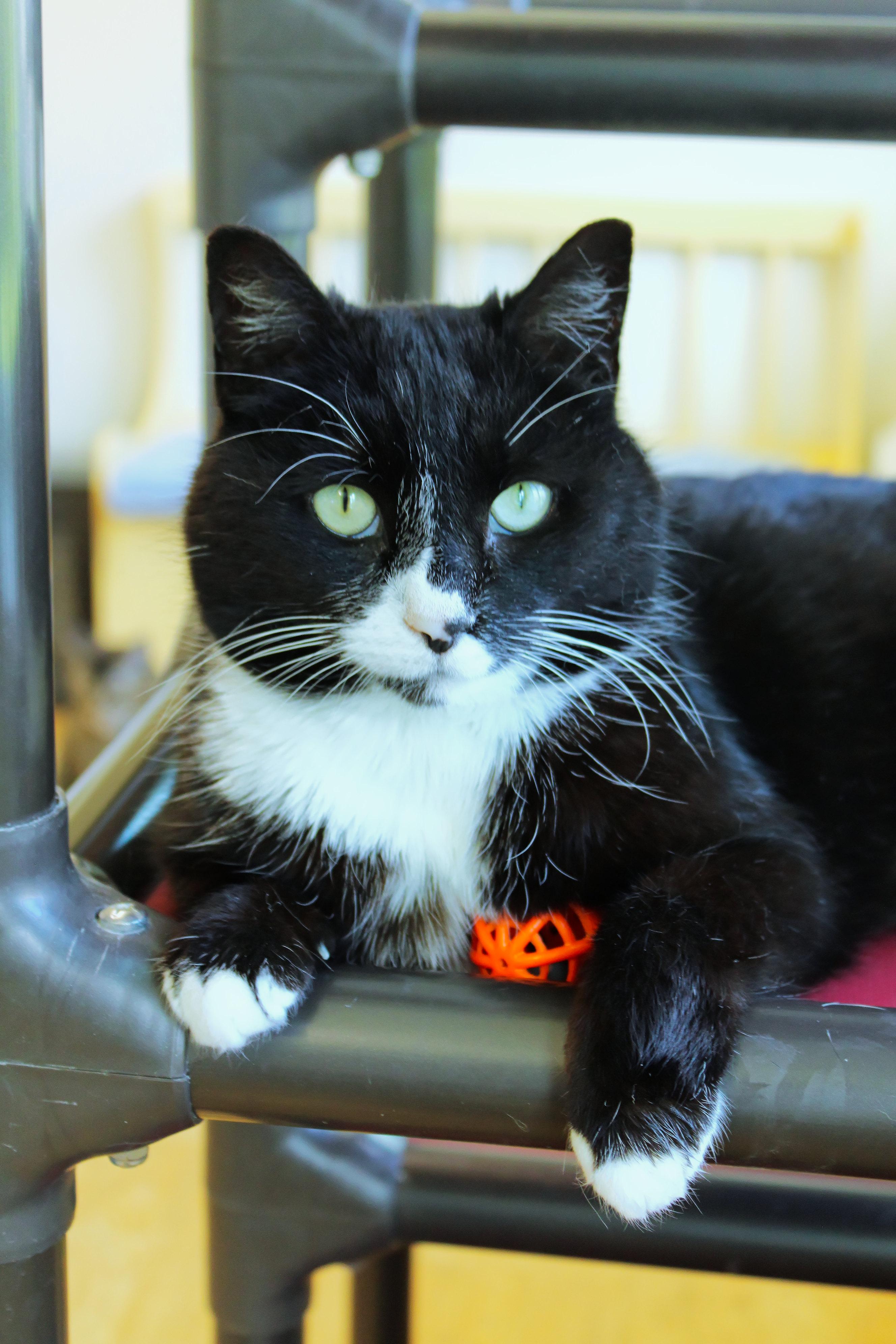 Enlarge Skye, a ADOPTABLE Tuxedo in Urbana, OH image 3/6