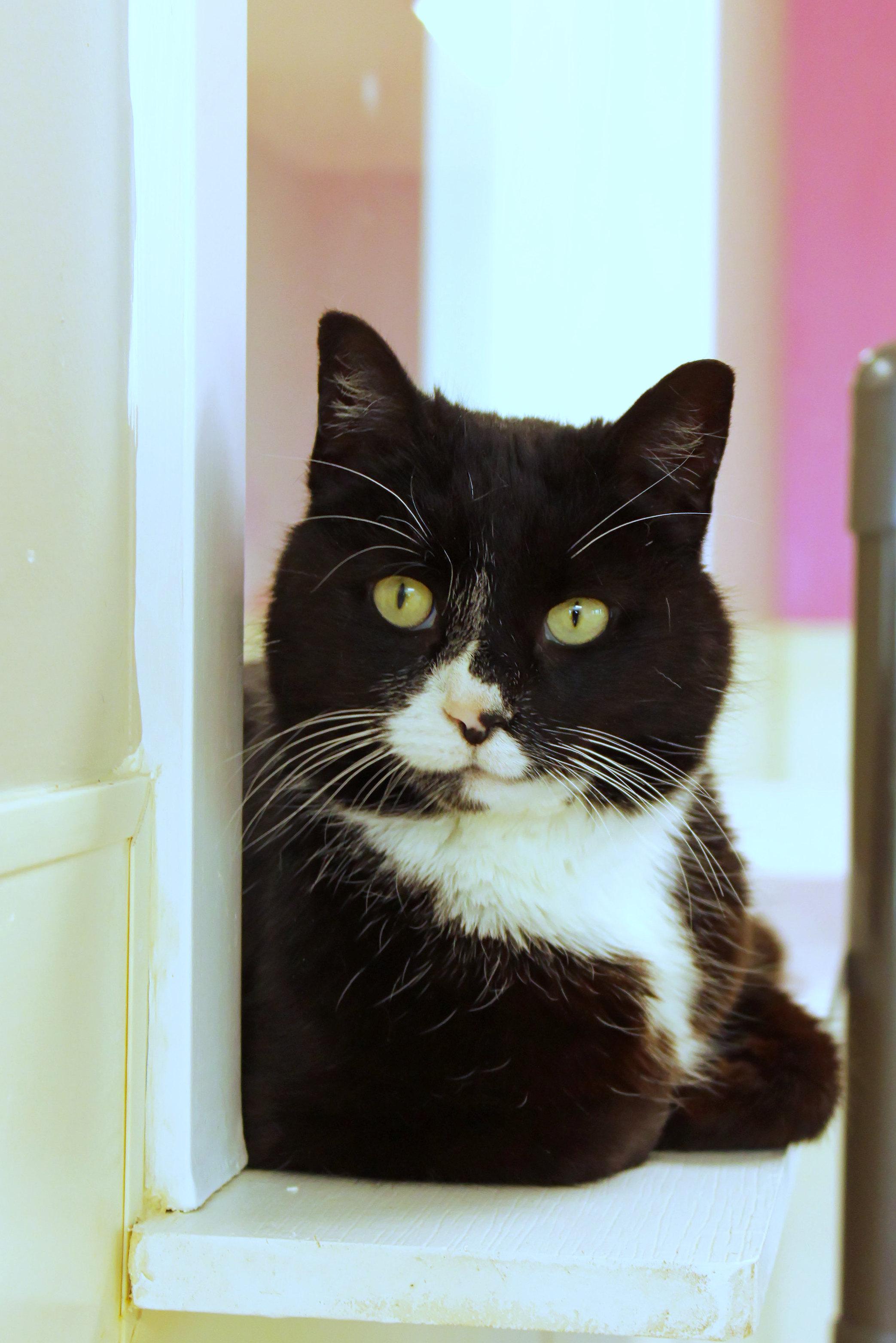 Enlarge Skye, a ADOPTABLE Tuxedo in Urbana, OH image 5/6