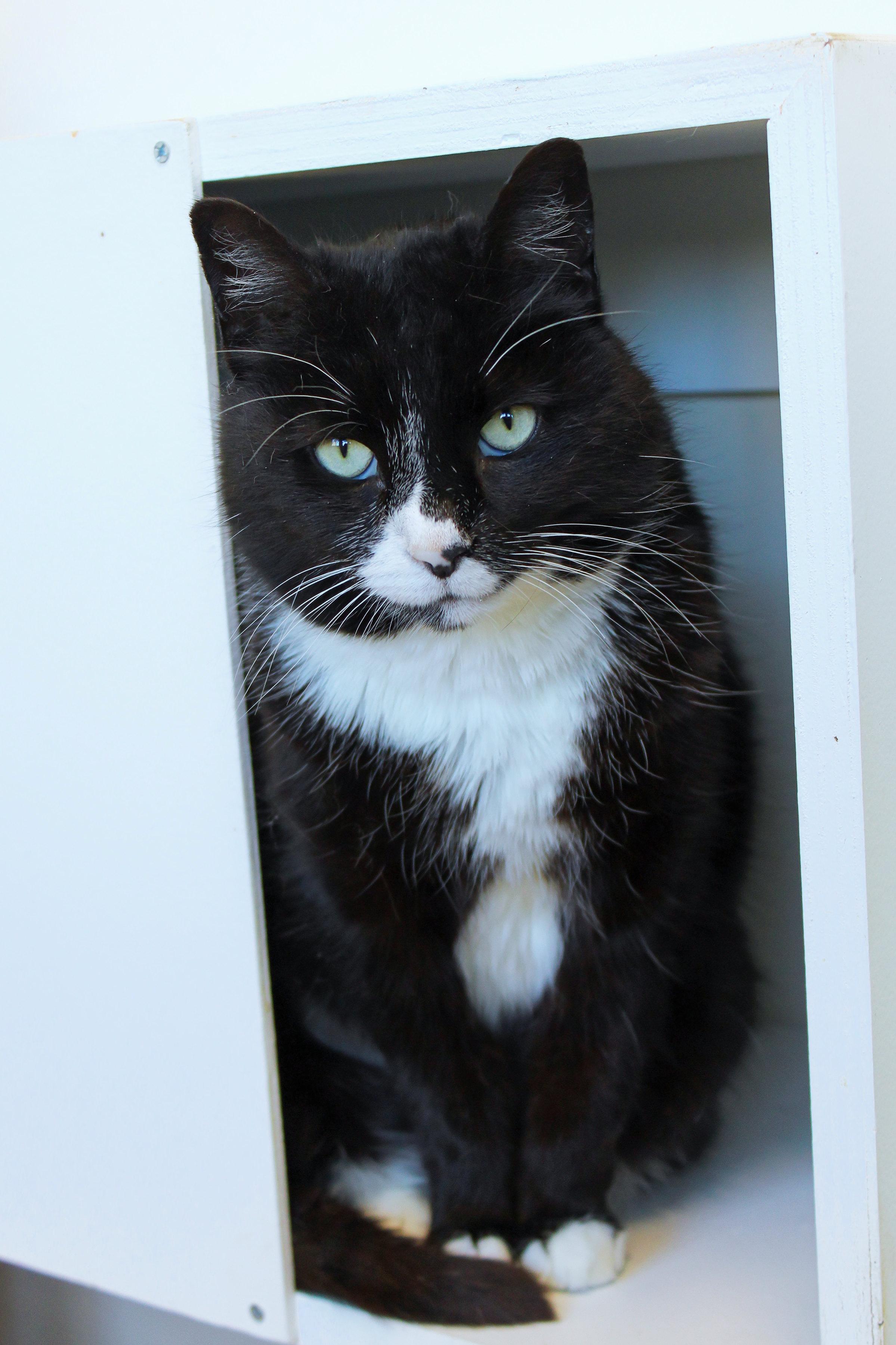 Enlarge Skye, a ADOPTABLE Tuxedo in Urbana, OH image 4/6