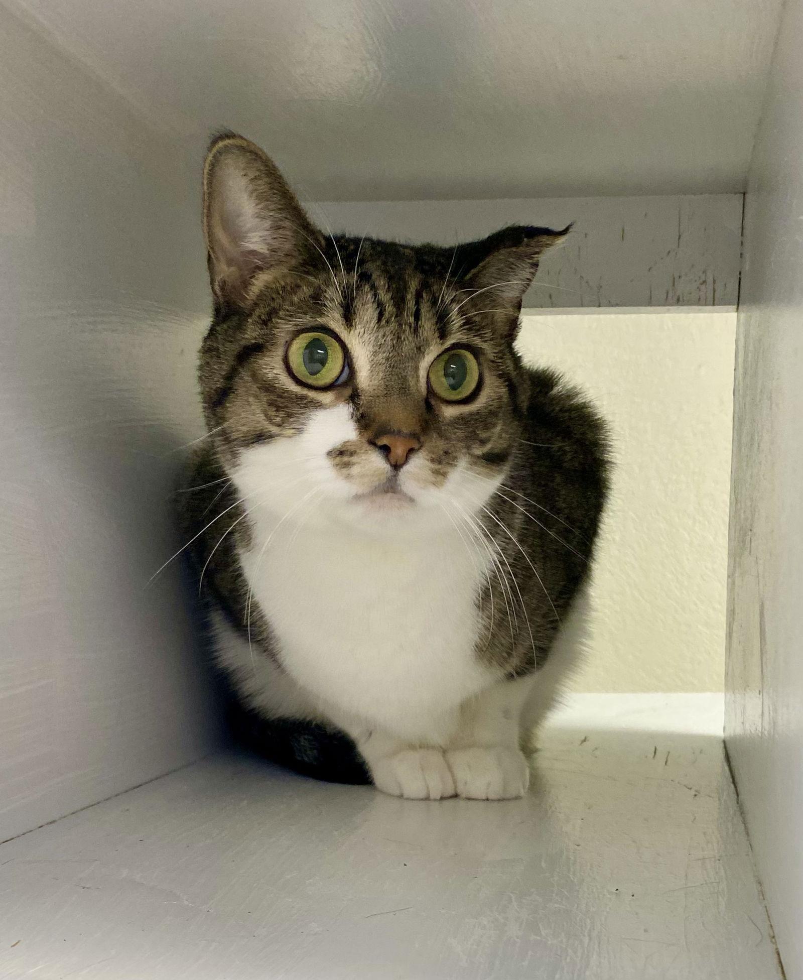 Hazelnut, Adoptable, Adult Female Domestic Short Hair & Tabby.