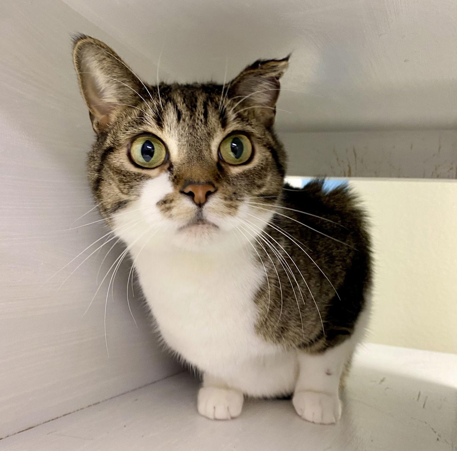 Enlarge Hazelnut, a Adoptable mixed breed in Fargo, ND image 2/2