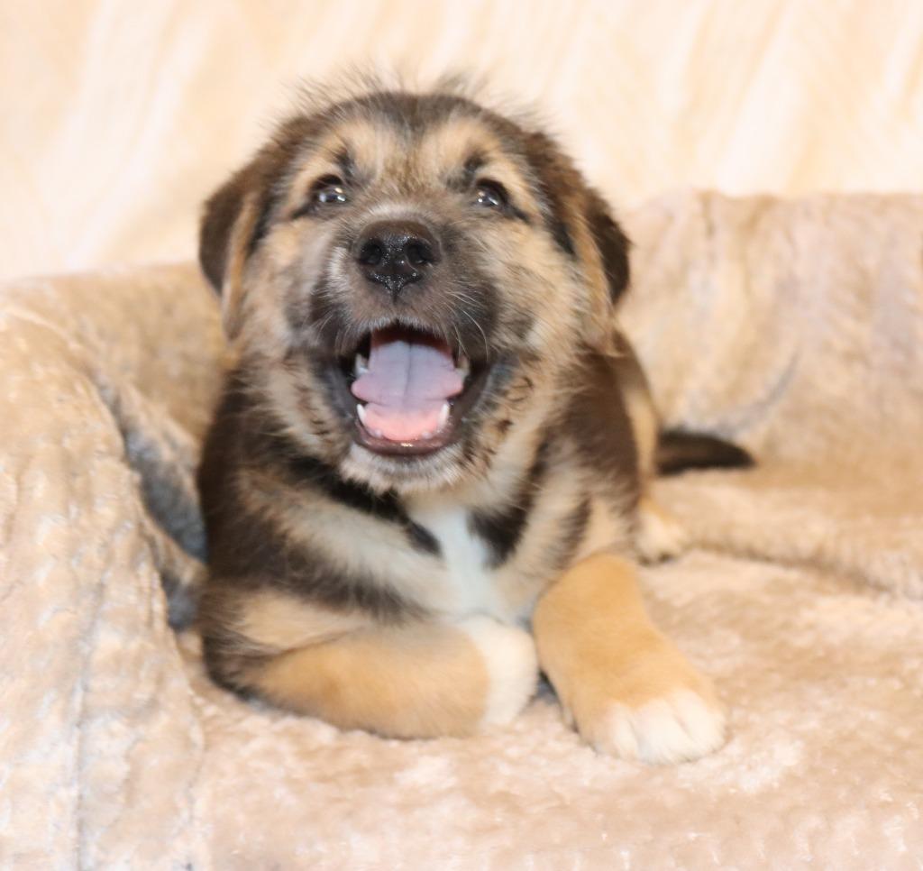Dewey, Adoptable, Puppy Male Mixed Breed.