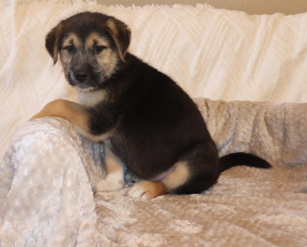 Enlarge Dewey, a Adoptable Mixed Breed in Mesa, AZ image 2/4