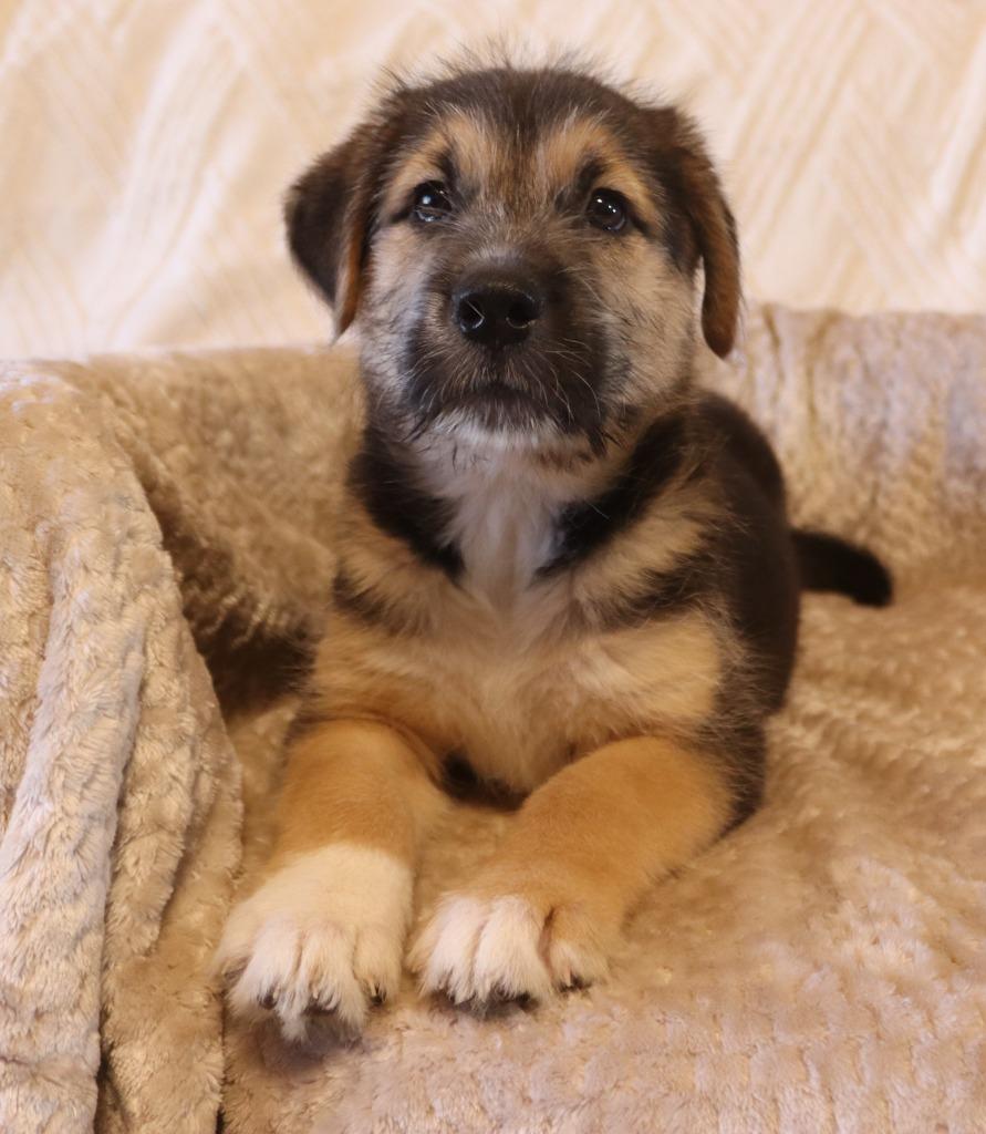 Enlarge Dewey, a Adoptable Mixed Breed in Mesa, AZ image 3/4
