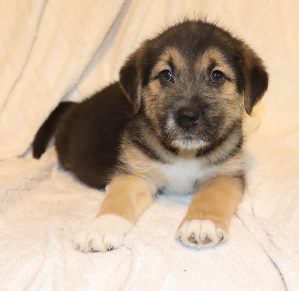Enlarge Dewey, a Adoptable Mixed Breed in Mesa, AZ image 4/4