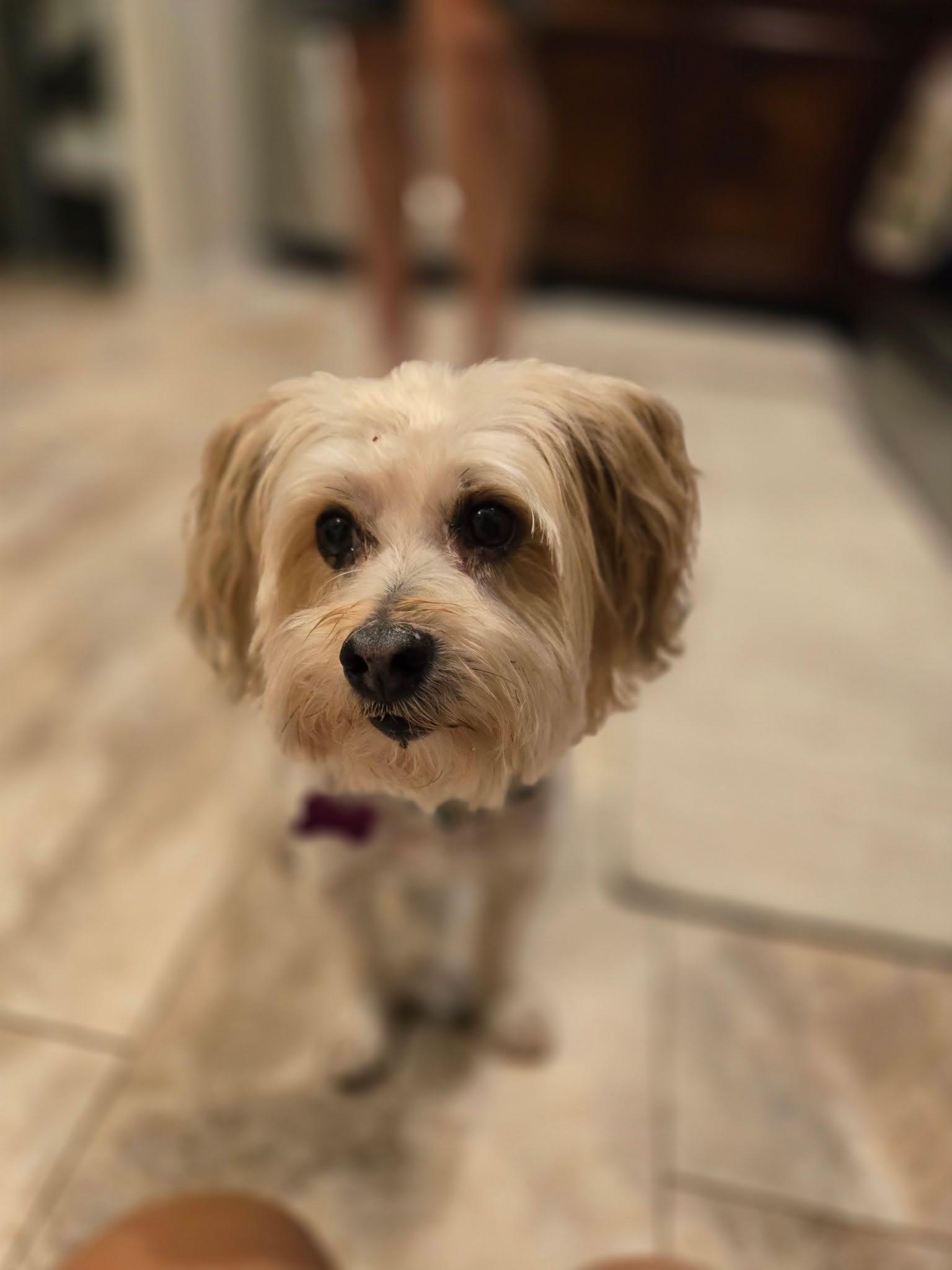 Enlarge Buster Brown, a Adopted Morkie in O'Fallon, MO image 3/6