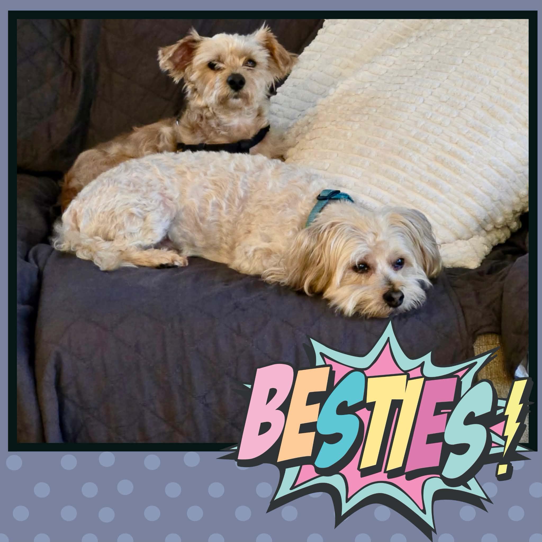 Enlarge Buster Brown, a Adopted Morkie in O'Fallon, MO image 5/6