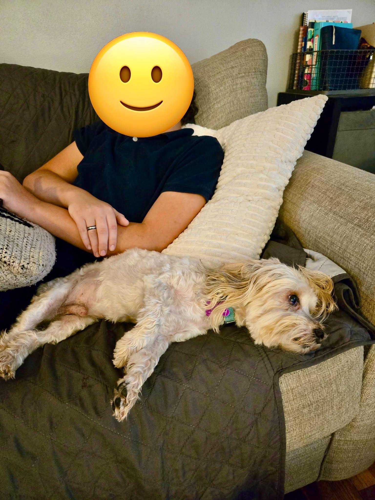 Enlarge Buster Brown, a Adopted Morkie in O'Fallon, MO image 6/6