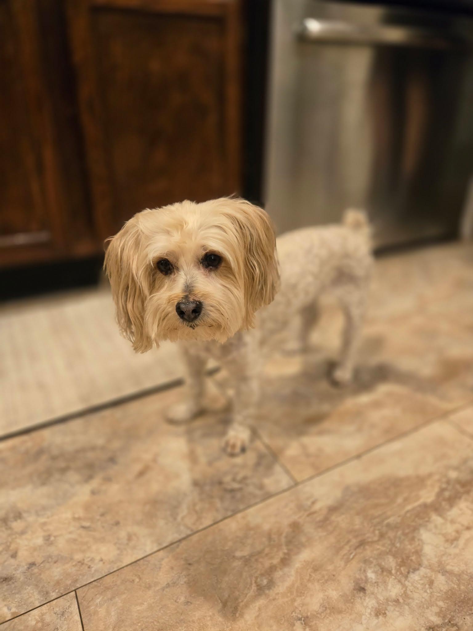 Enlarge Buster Brown, a Adopted Morkie in O'Fallon, MO image 2/6