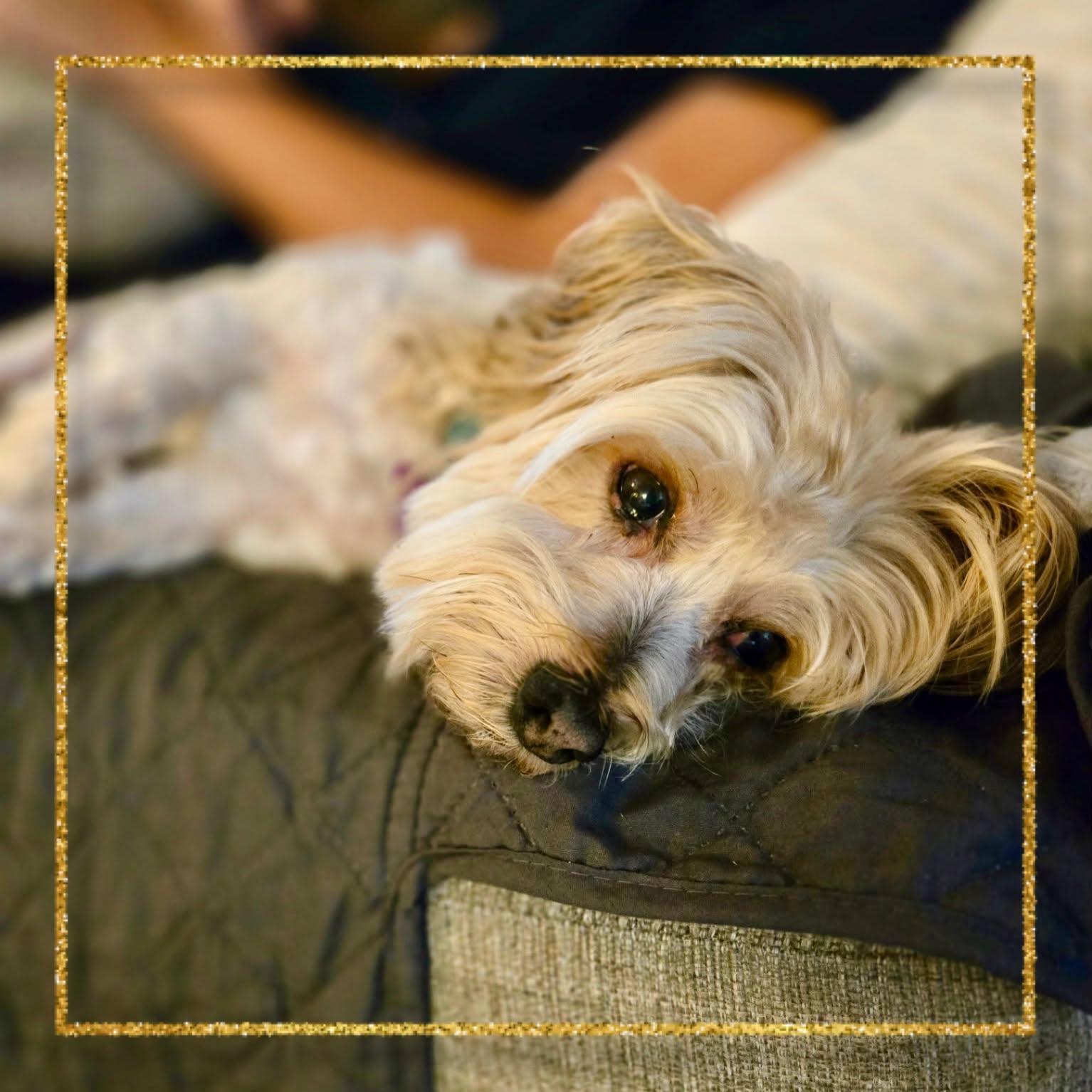 Buster Brown, Adoptable, Adult Male Morkie.