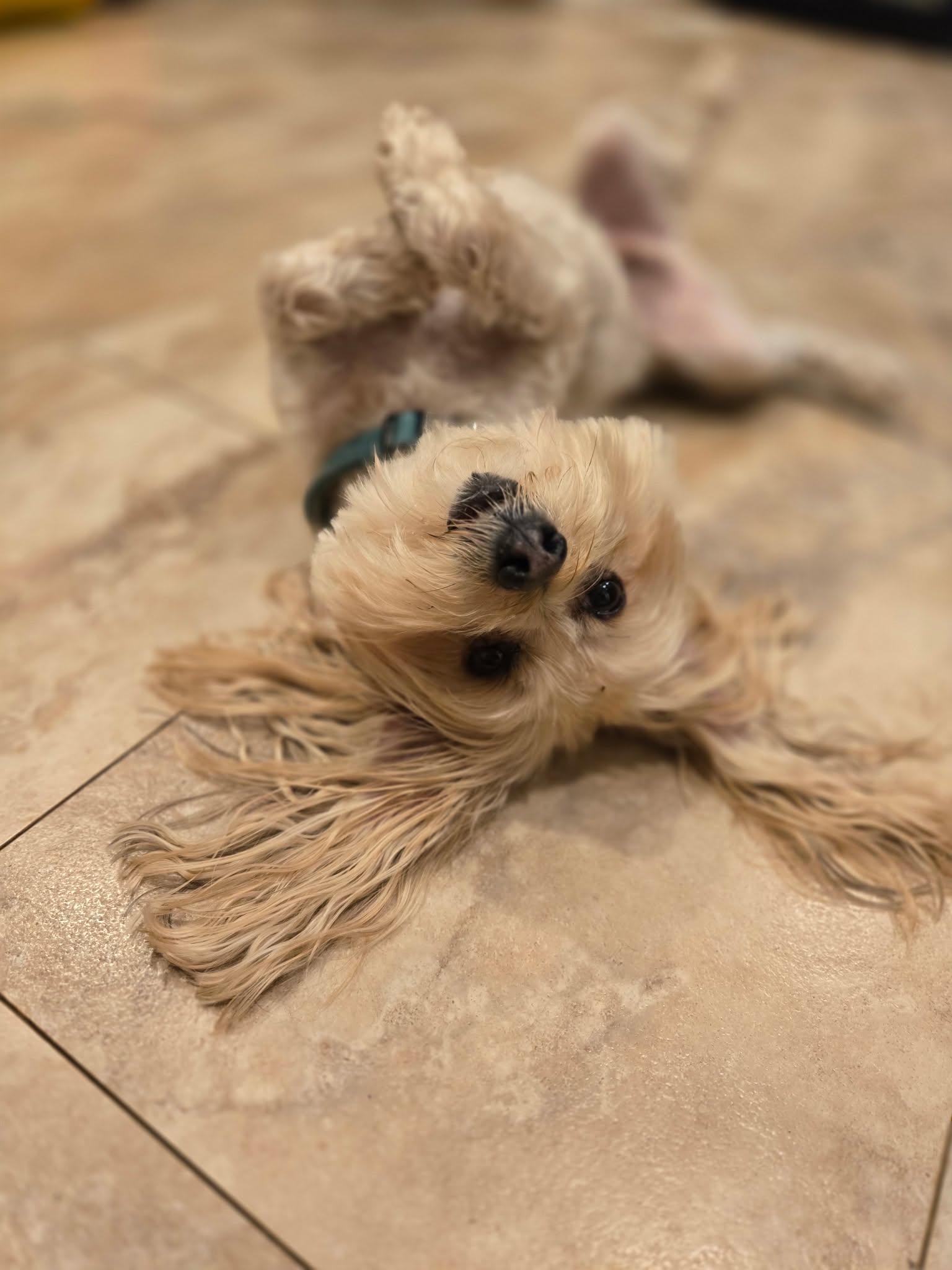 Enlarge Buster Brown, a Adopted Morkie in O'Fallon, MO image 4/6