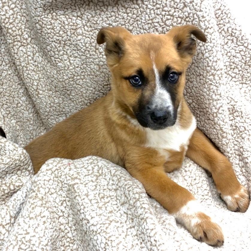 Mary Jane Watson , adopted, Puppy Female Mixed Breed.