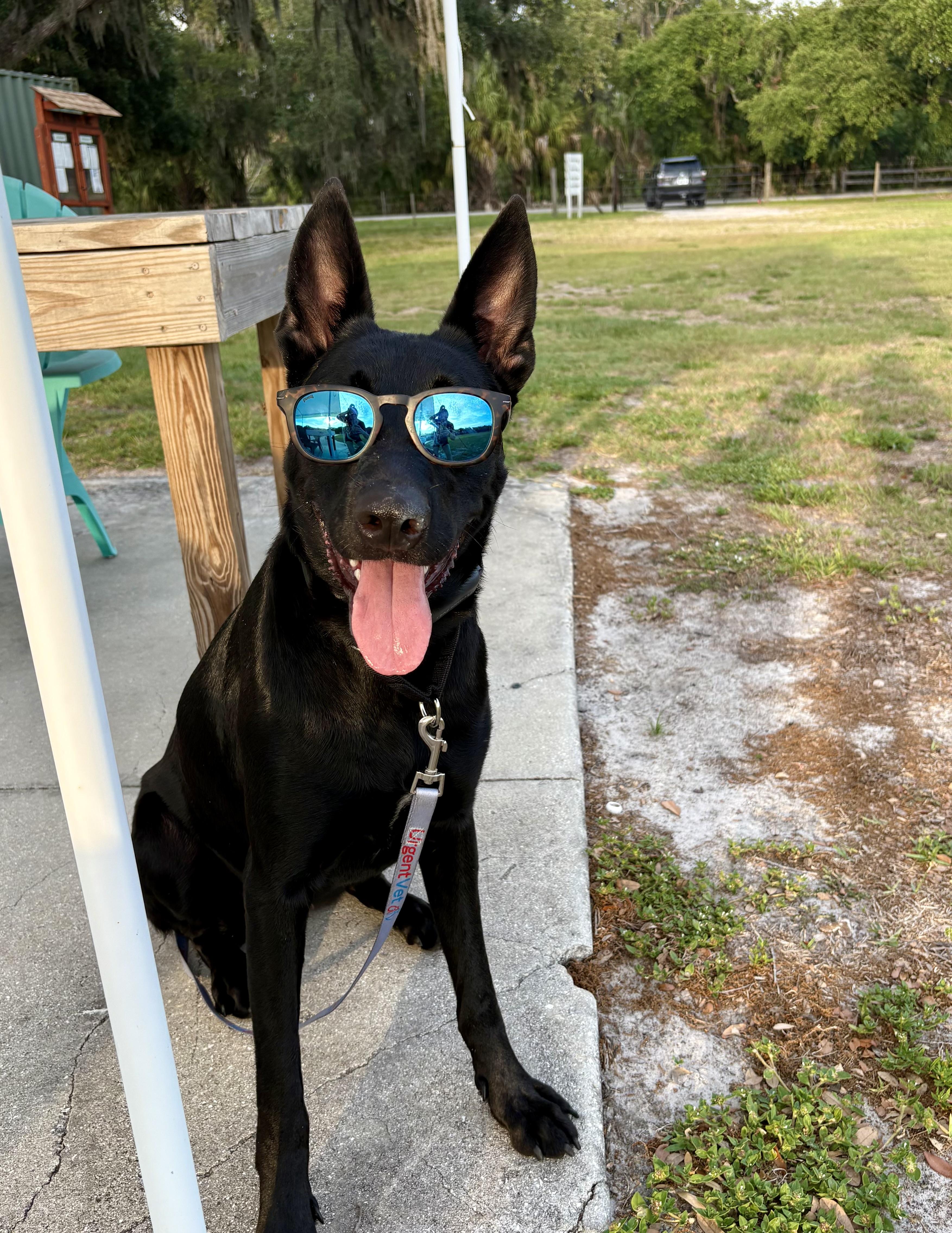 Cookie, Adoptable, Adult Female Belgian Shepherd / Malinois & Dutch Shepherd.