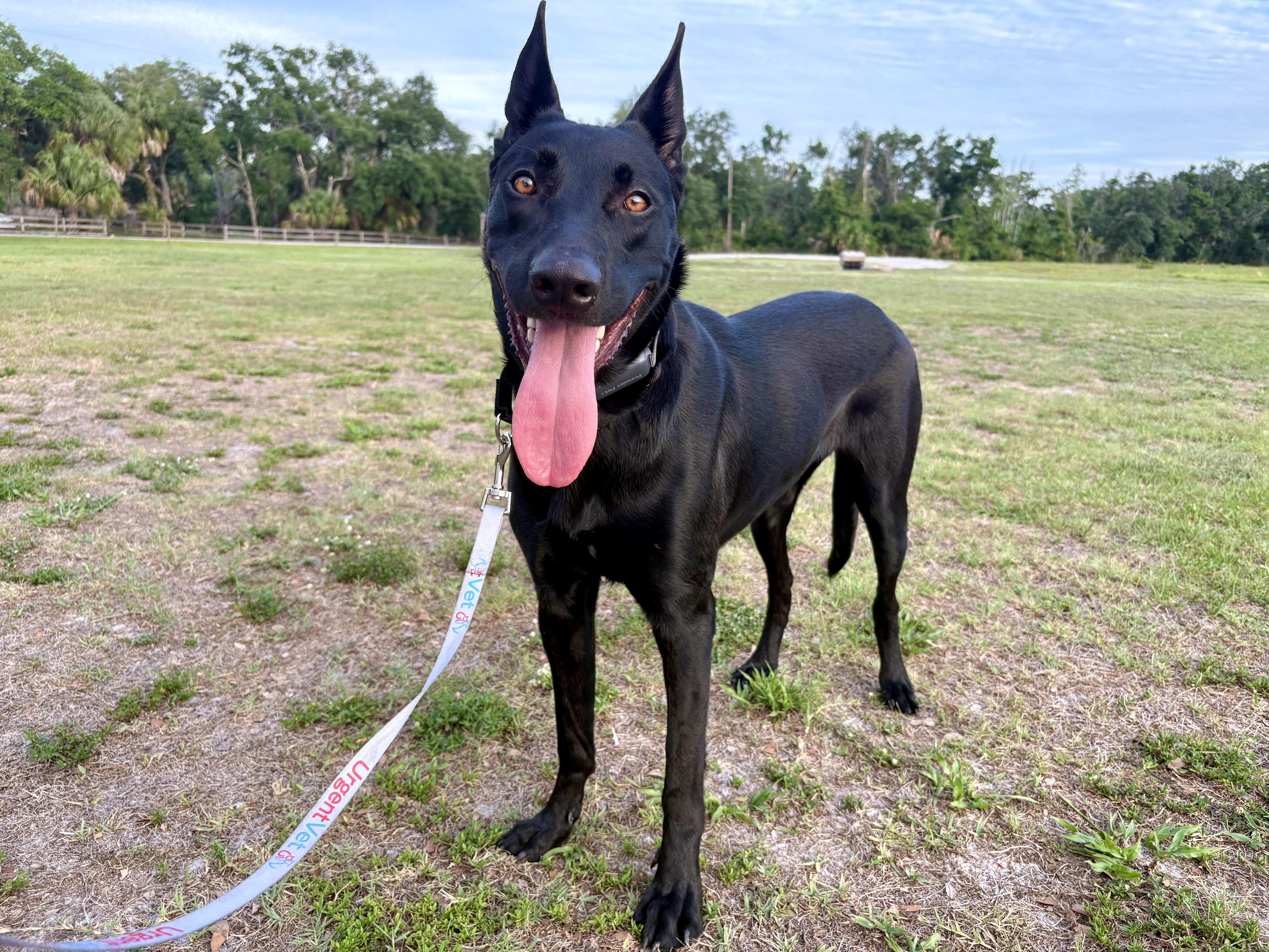 Enlarge Cookie, a Adoptable mixed breed in Parrish, FL image 2/4