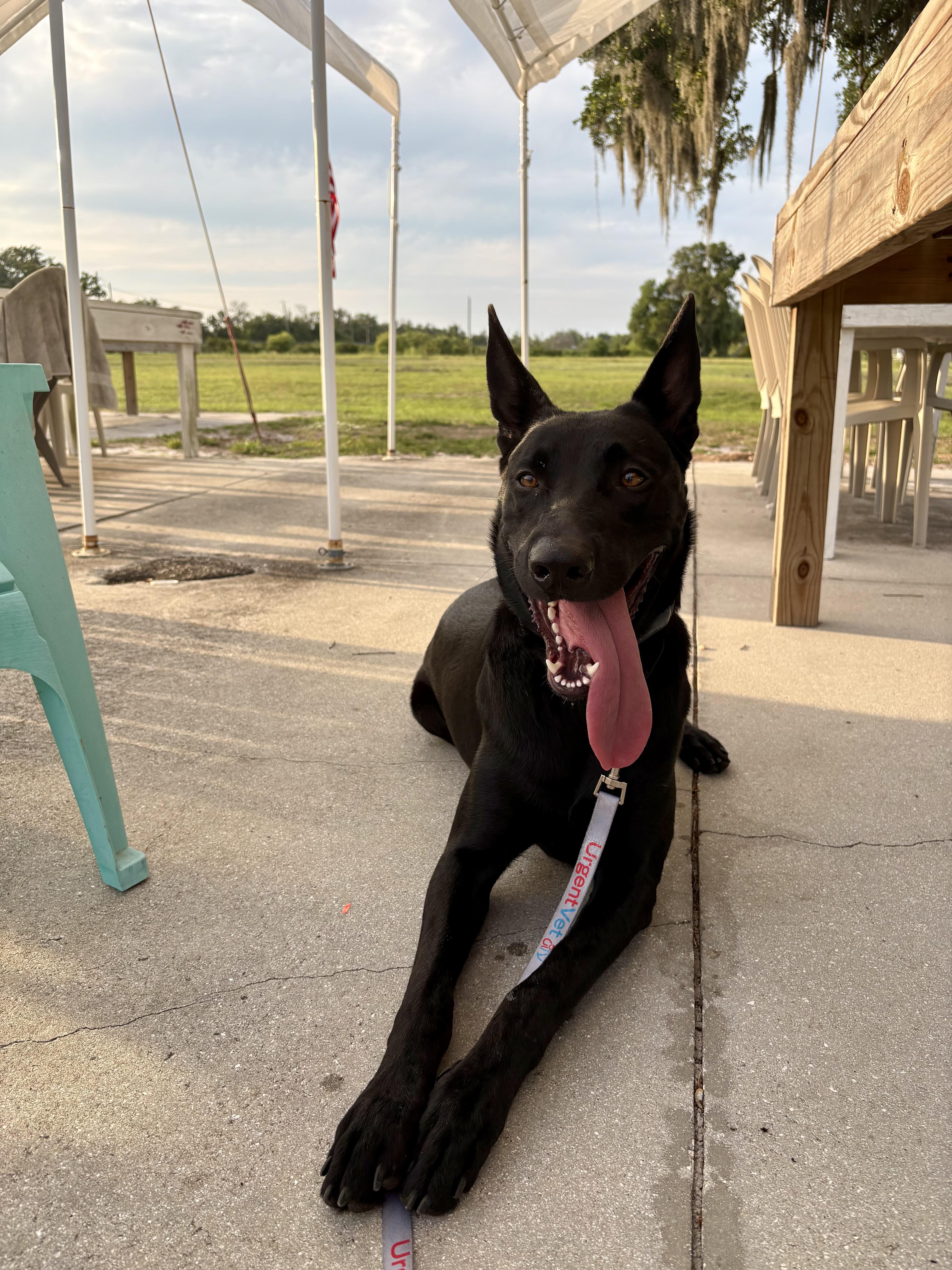 Enlarge Cookie, a Adoptable mixed breed in Parrish, FL image 3/4
