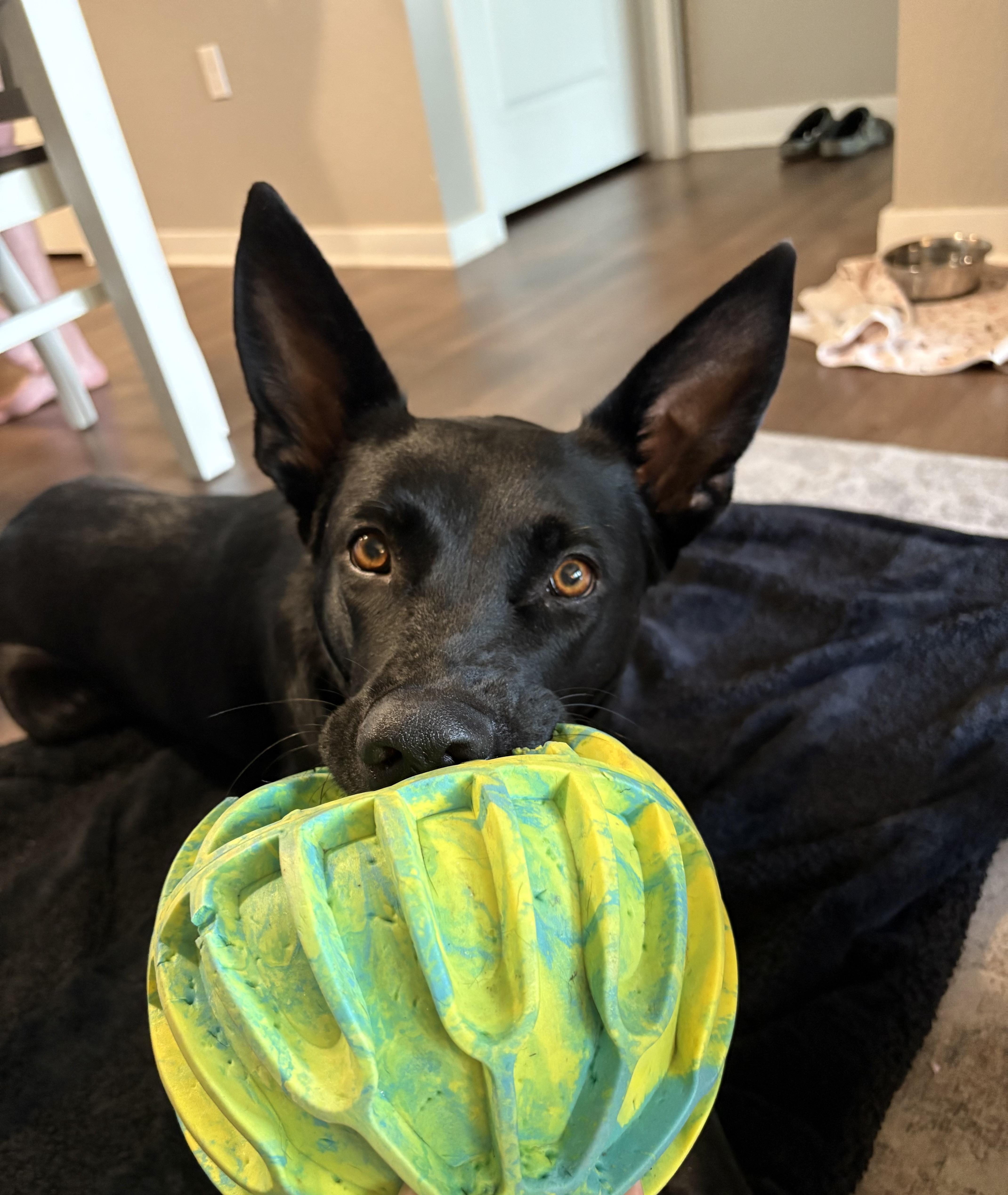 Enlarge Cookie, a Adoptable mixed breed in Parrish, FL image 4/4