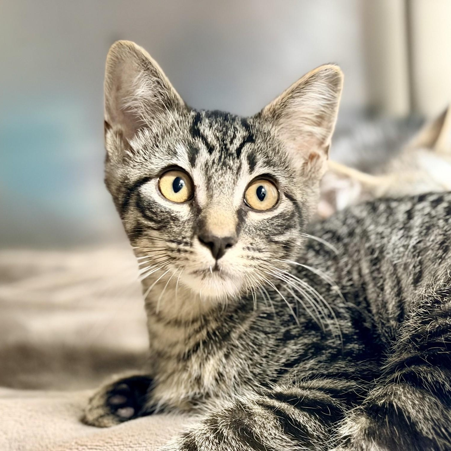 Enlarge Blitz, a ADOPTABLE Domestic Short Hair in Manahawkin, NJ image 2/2