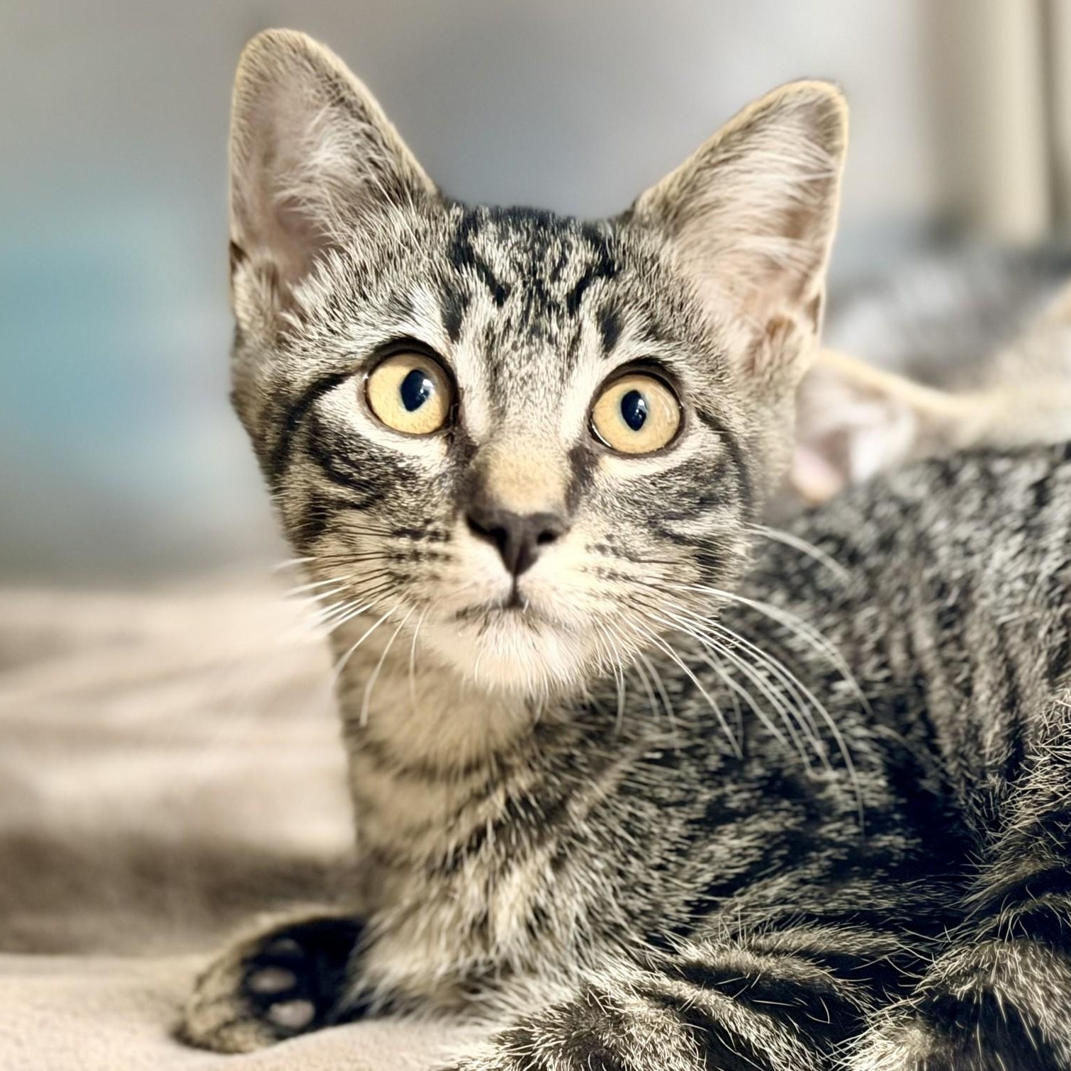 Enlarge Blitz, a ADOPTABLE Domestic Short Hair in Manahawkin, NJ image 1/2